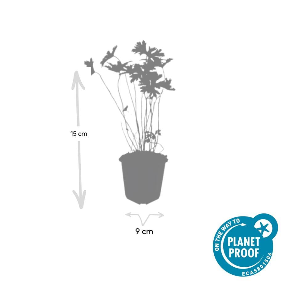 12x Geranium 'Johnson's Blue' - ↕10-25cm - Ø9cm bei Pflanzfix24
