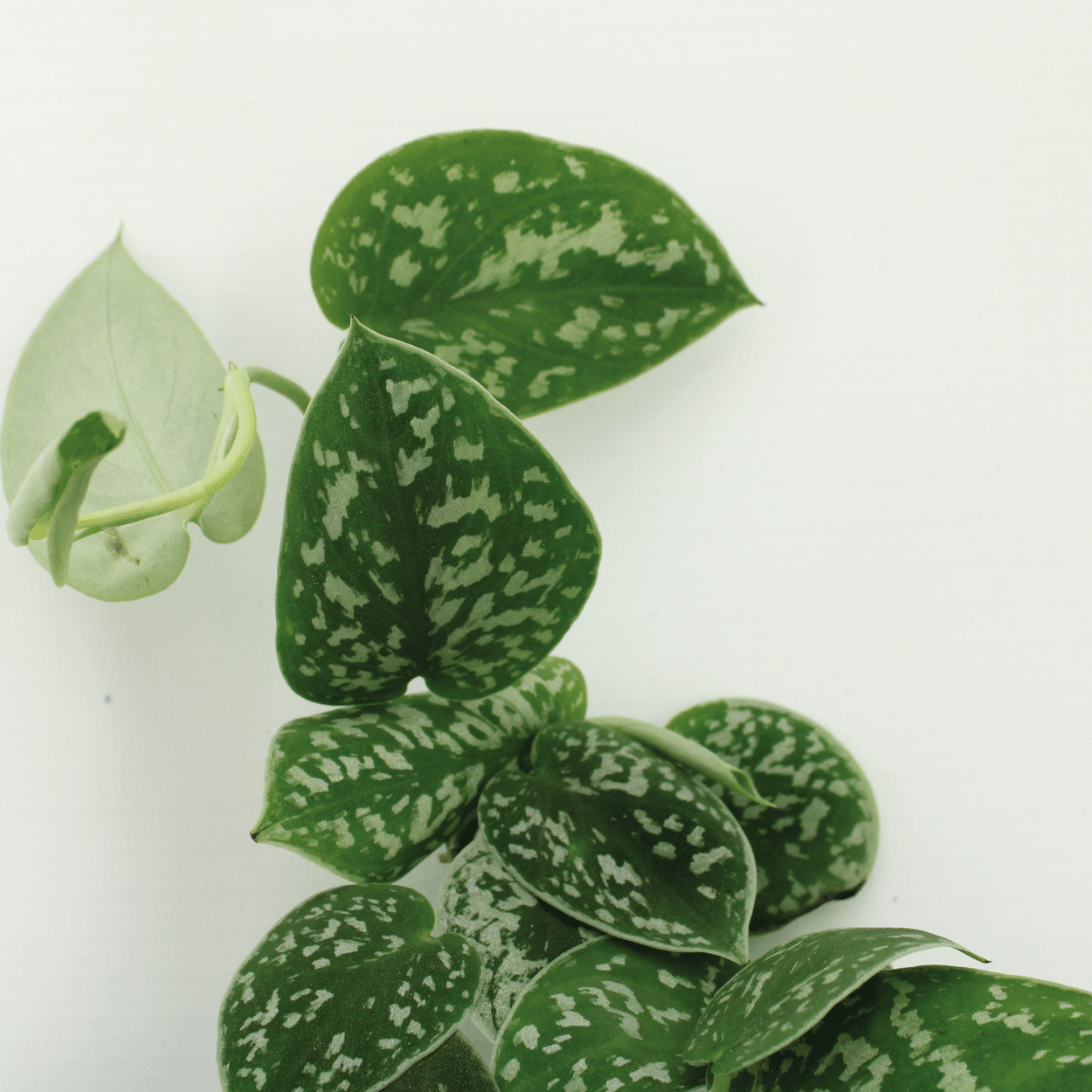 2x Scindapsus Pictus - Epipremnum - 15cm - ø12 - Pflanzfix24.de - Pflanzfix24.de