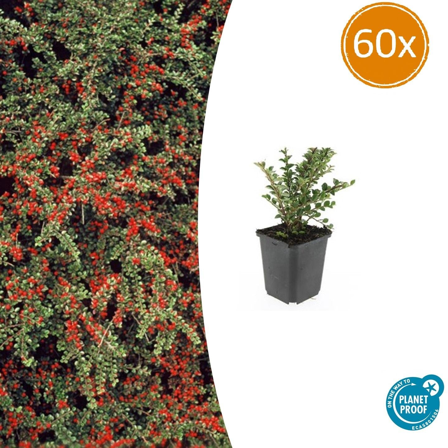 60x Cotoneaster horizontalis - ↕10-25cm - Ø9cm - Pflanzfix24