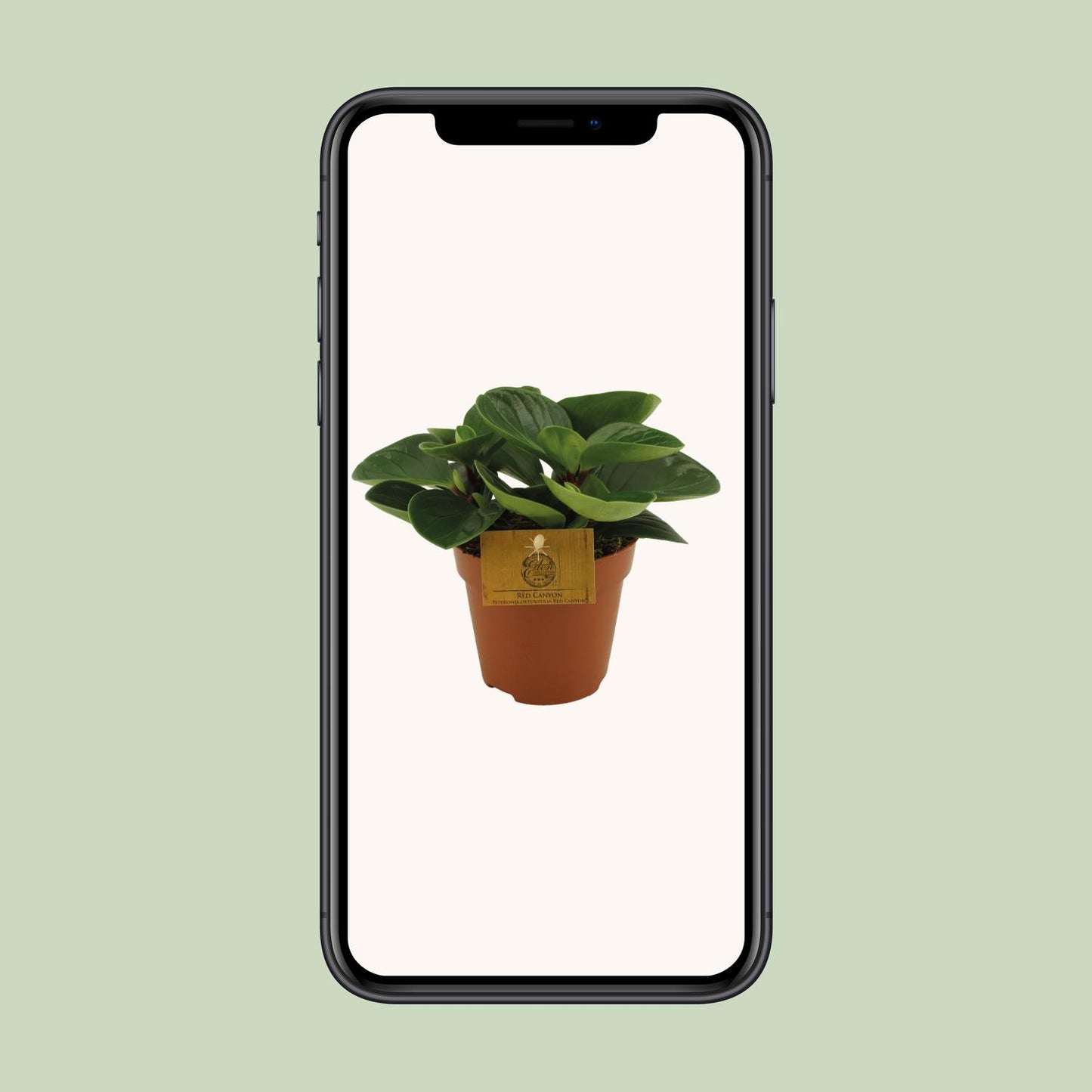 Peperomia Red Canyon - Ø12cm - ↕20cm - Pflanzfix24