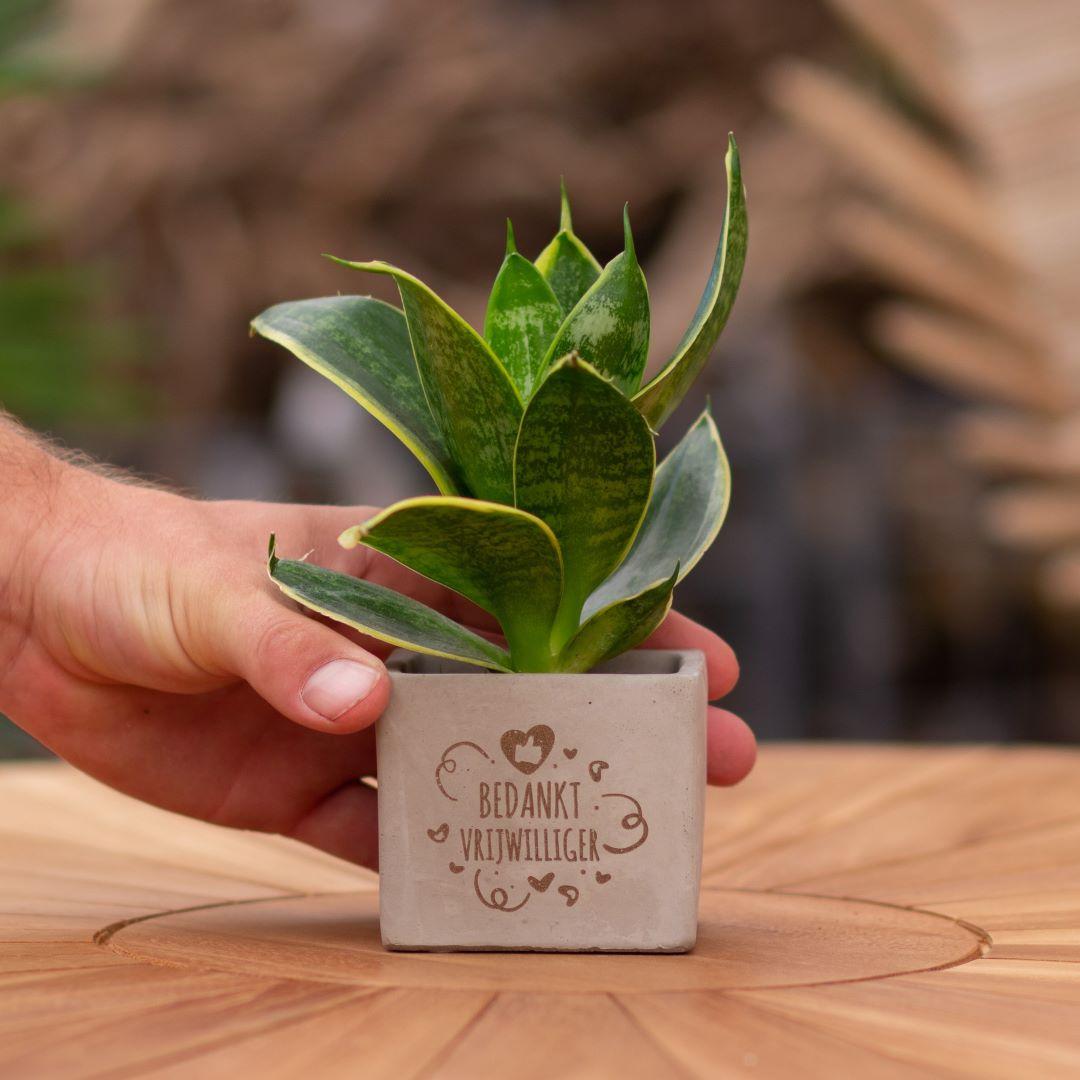 Congreet plantpots + Sansevieria | Bedankt vrijwilliger | Pflanzfix24.de - Pflanzfix24.de