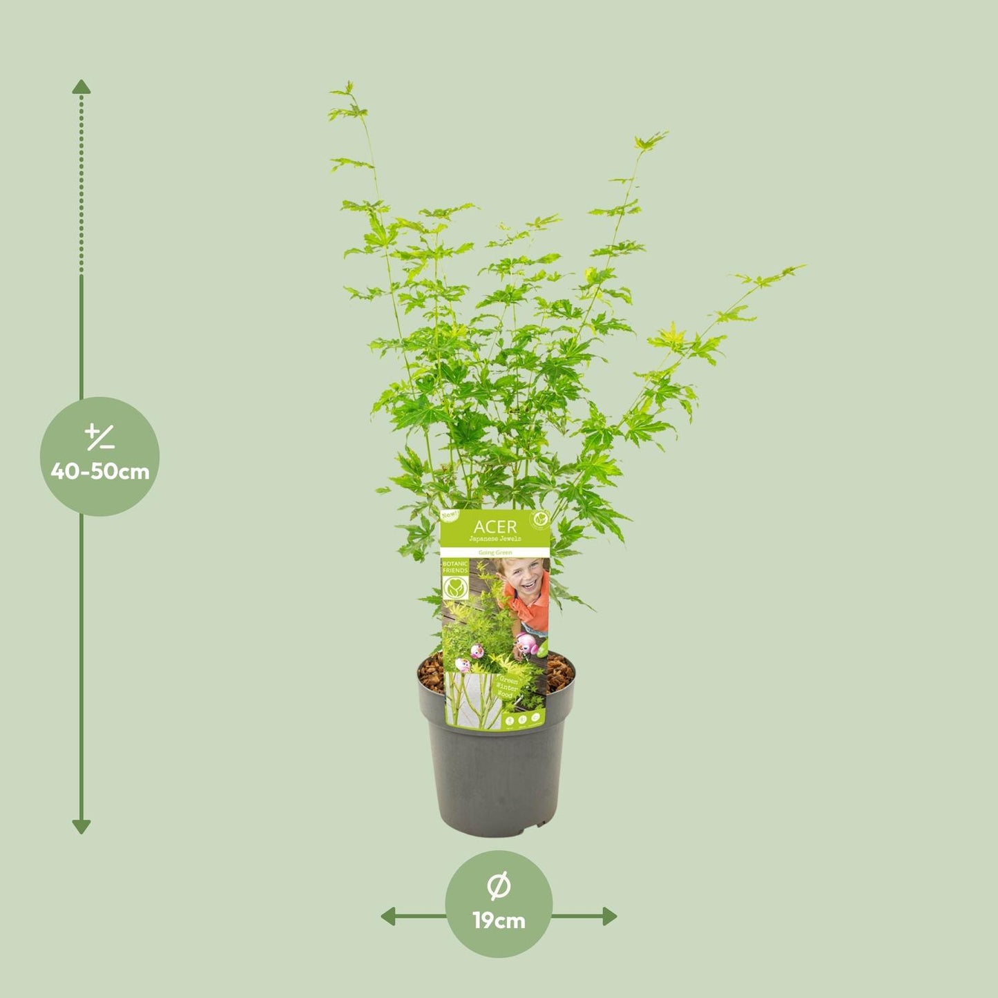Acer palmatum Going Green - Ø19cm - ↕50cm - Pflanzfix24.de - Pflanzfix24.de