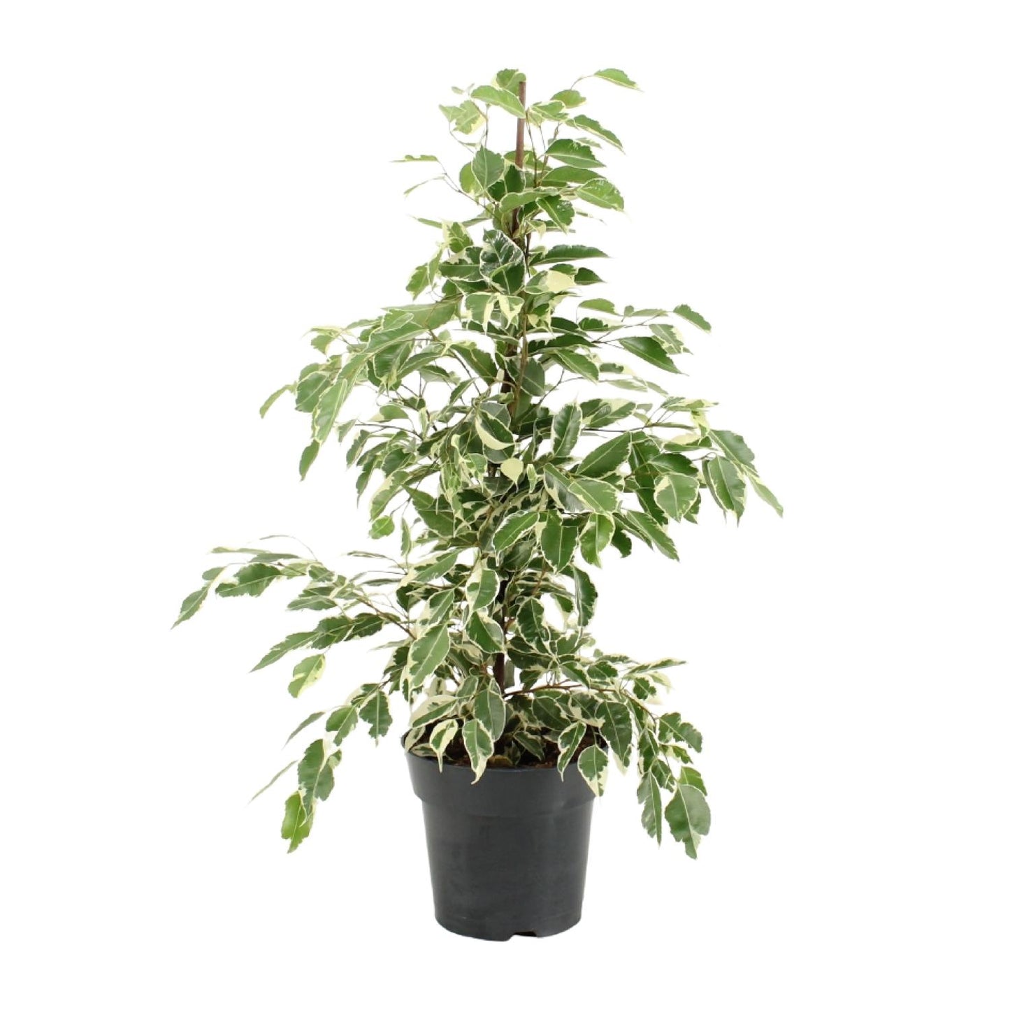 Ficus Benjamina Twilight - Ø17cm - ↕70cm - Pflanzfix24