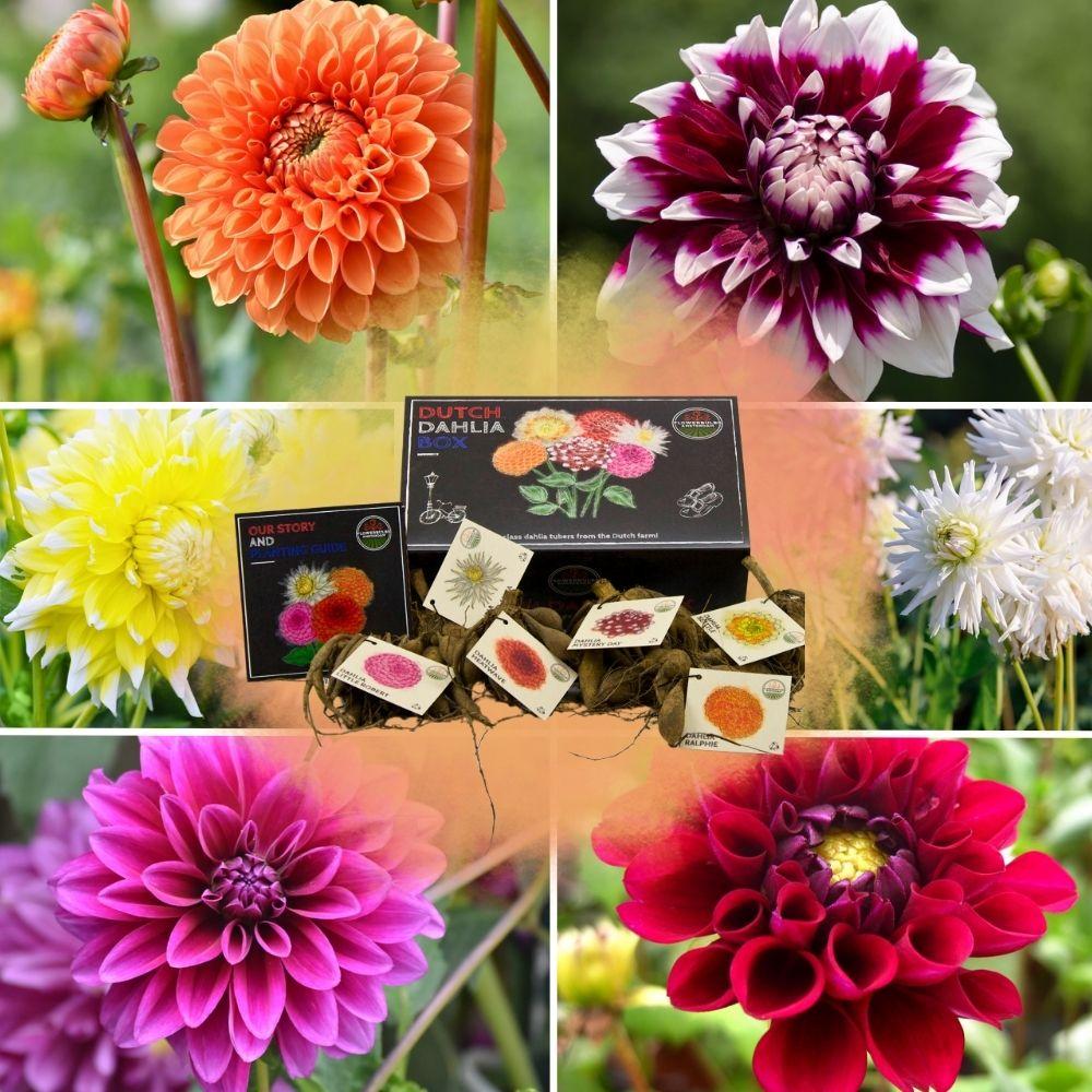 Dutch Dahlia Box - Set von 6 niederländischen Dahlien - Pflanzfix24.de - Pflanzfix24.de