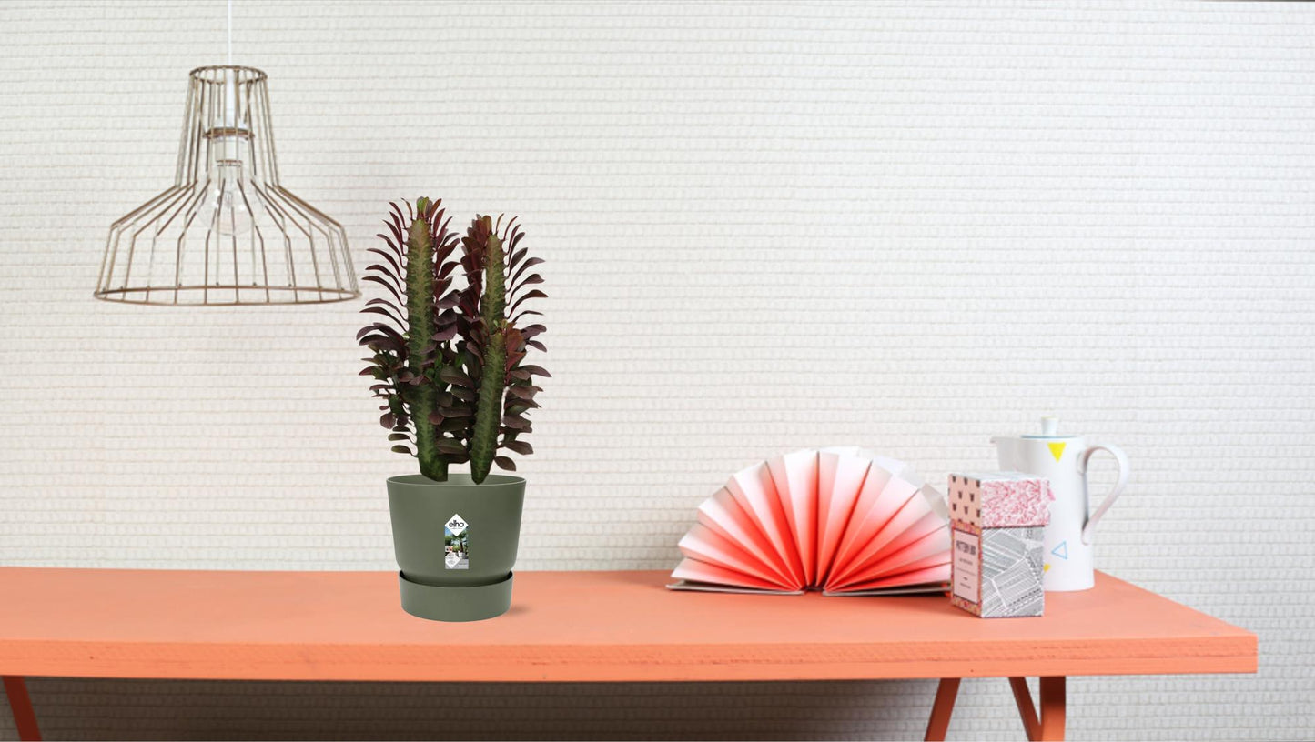 Afrikanischer Milchbaum - Euphorbia Trigona Rubra - Ø12cm - ↕40cm von Pflanzfix24