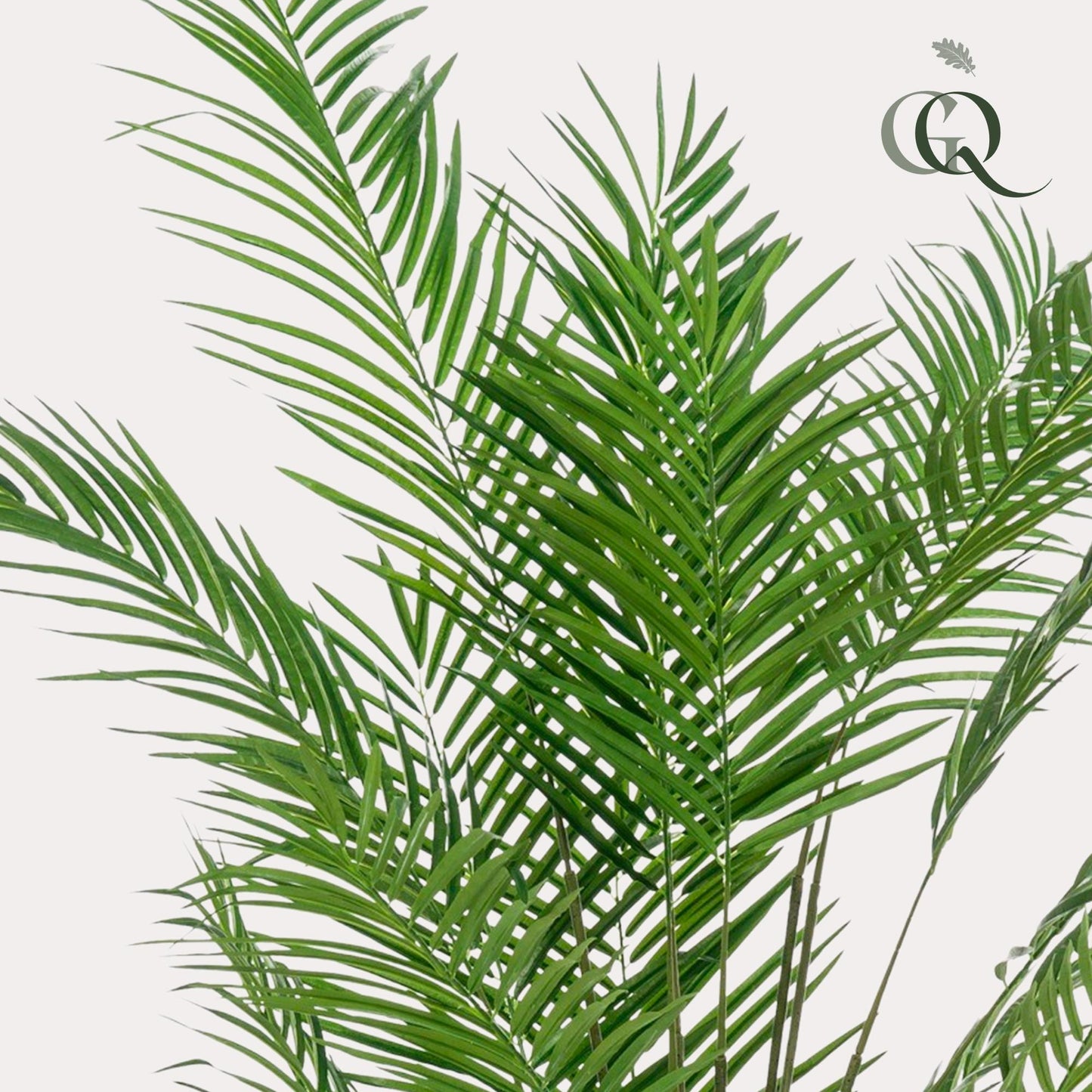 Kunst-Goldpalme Areca Lutescens 180 cm – Pflanzfix24.de - Pflanzfix24.de