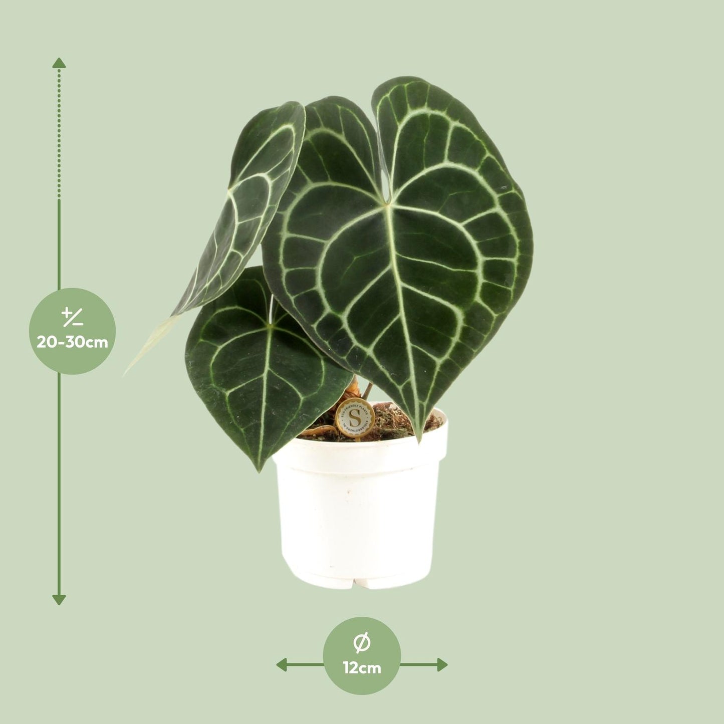 Anthurium Clarinervium - Ø12cm - ↕30cm by Pflanzfix24