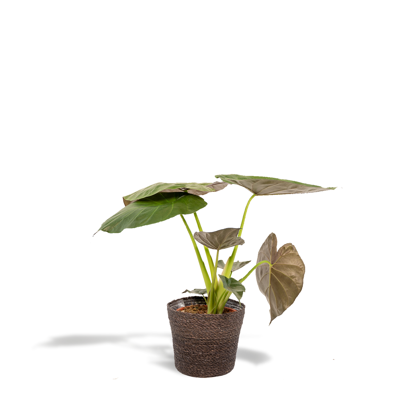 Alocasia Wentii - Ø19cm - ↕65cm + Korb Igmar - Pflanzfix24