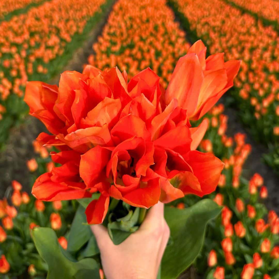 Pflanzfix24 - Super Tulip Mix - 100 bunte Tulpenzwiebeln für 2,5 m² Blumenpracht