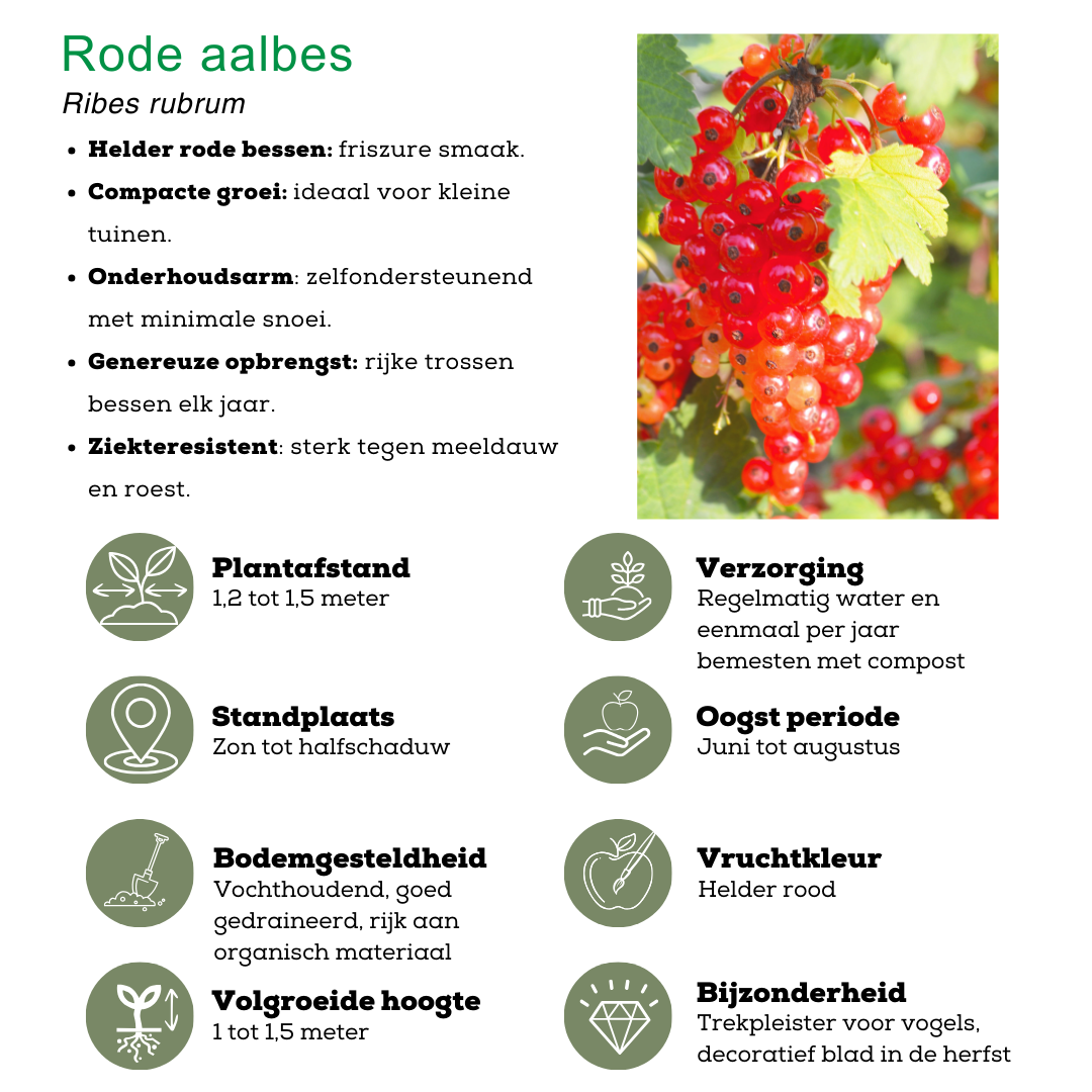 Fruchtparadis BIO Obstpflanzen Set - 4 Sorten - pflanzfix24