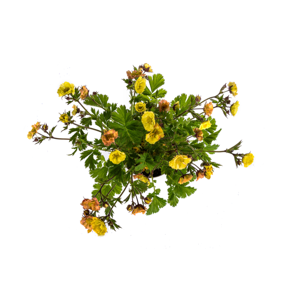 Geum Rivale Yellow Ø19cm - ↕50 - 70cm - Pflanzfix24