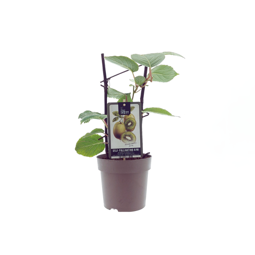Actinidia Jenny - Ø15cm - ↕40cm - Pflanzfix24