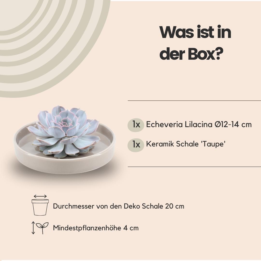 ROOTLESS Echeveria Lilacina in taupefarbener Keramik | Pflanzfix24.de - Pflanzfix24.de