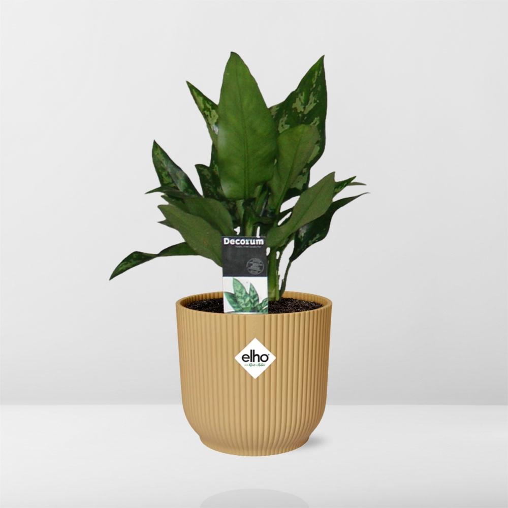 Aglaonema Maria in ELHO Vibes Fold 14cm geel - Pflanzfix24