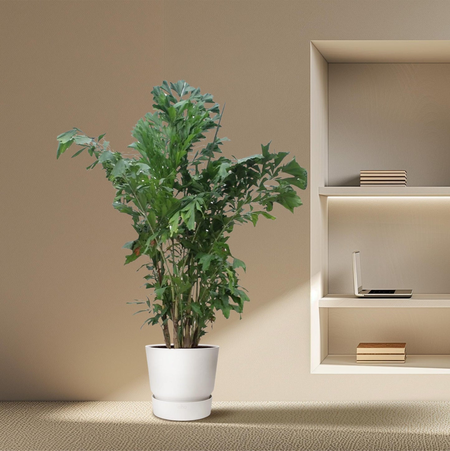 Caryota Mitis 220 cm – Fischschwanzpalme im Topf Ø45 – Pflanzfix24