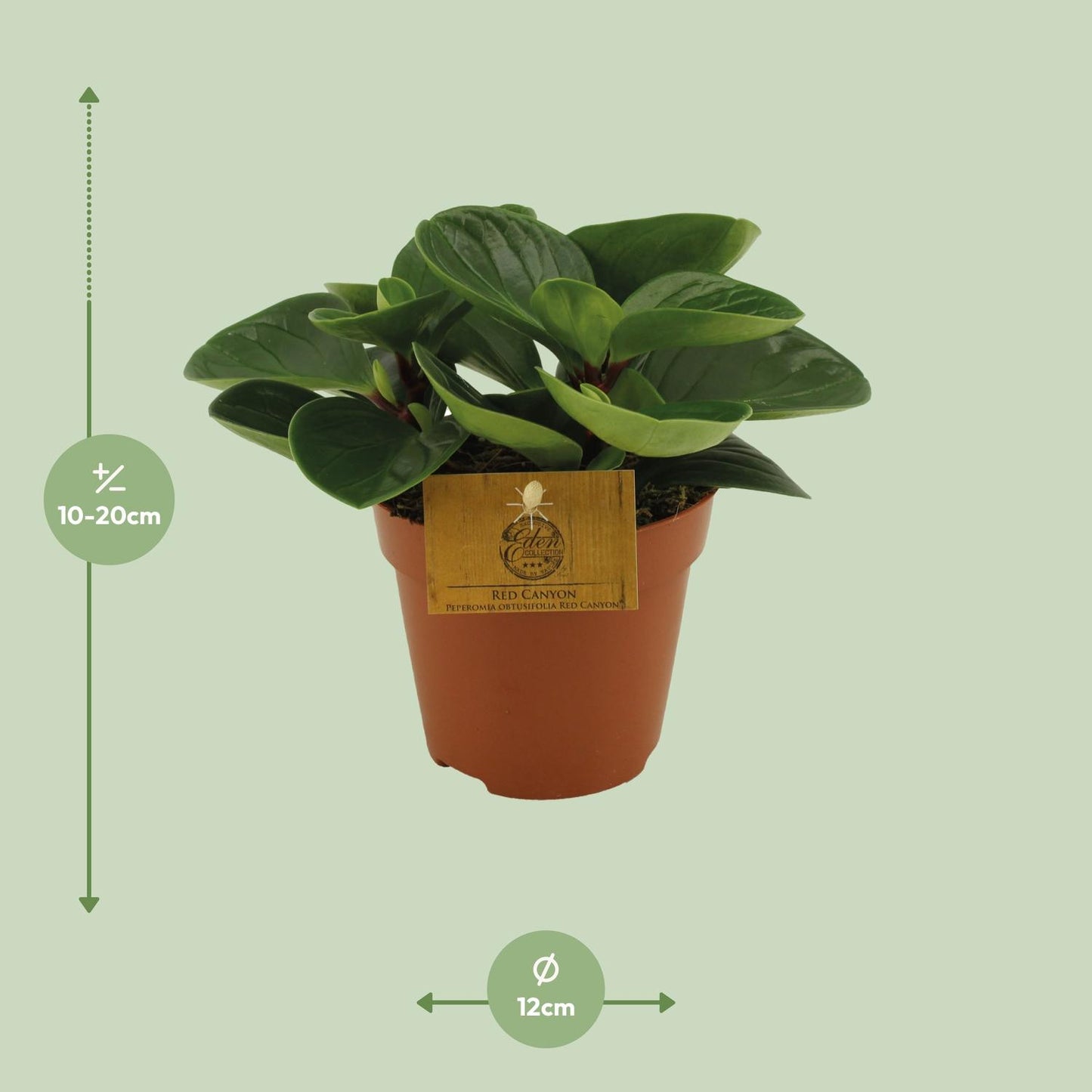 Peperomia Red Canyon - Ø12cm - ↕20cm - Pflanzfix24