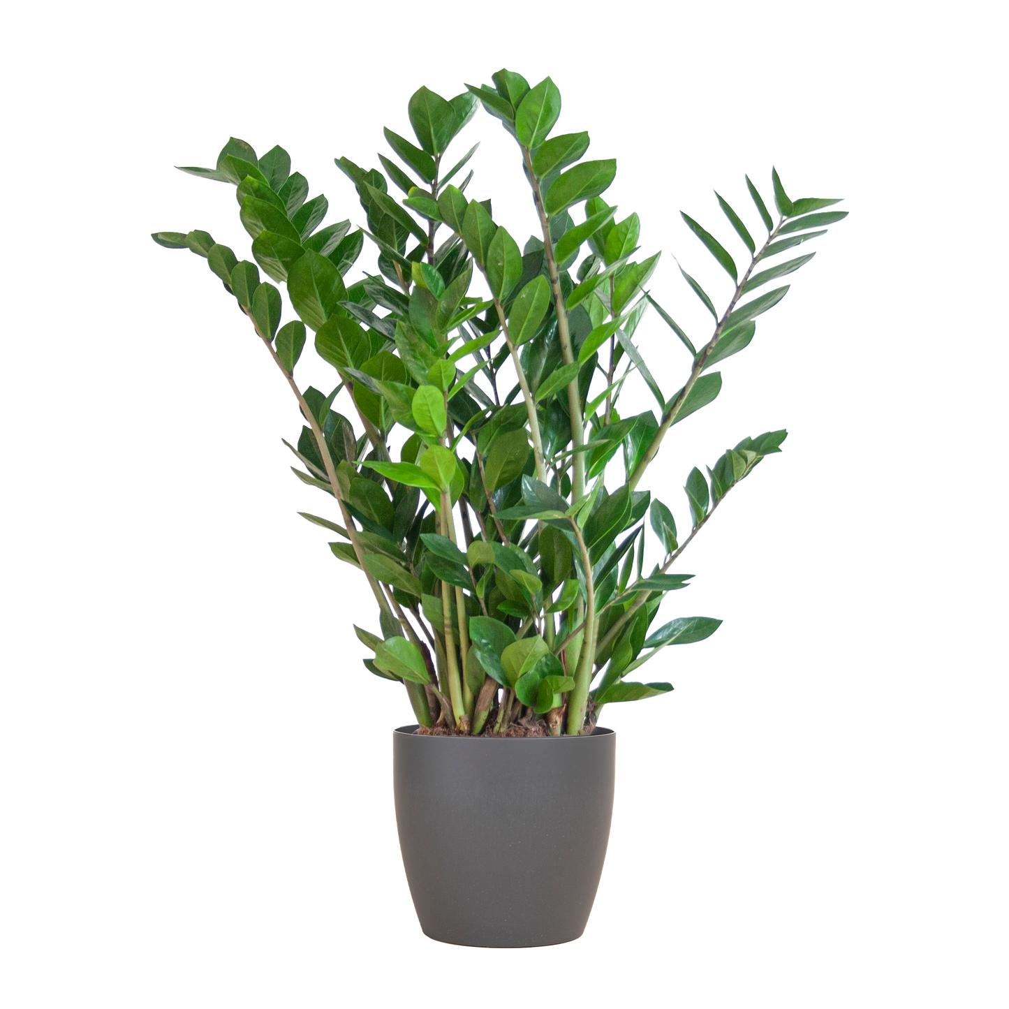 Zamioculcas mit Viber-Topf Grau 80 cm – Pflanzfix24