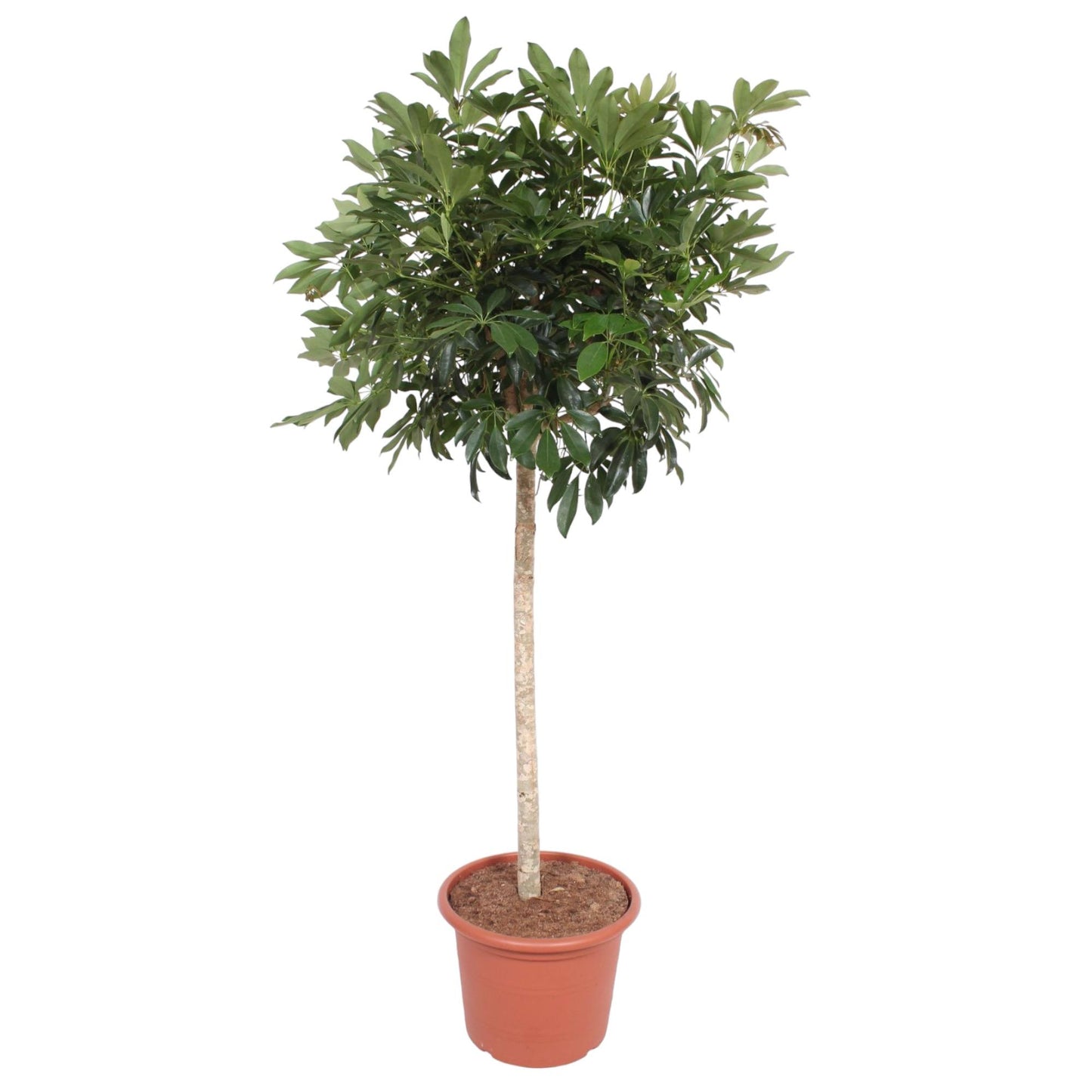 Schefflera Compacta 190 cm Zimmerpflanze – Pflanzfix24.de - Pflanzfix24.de