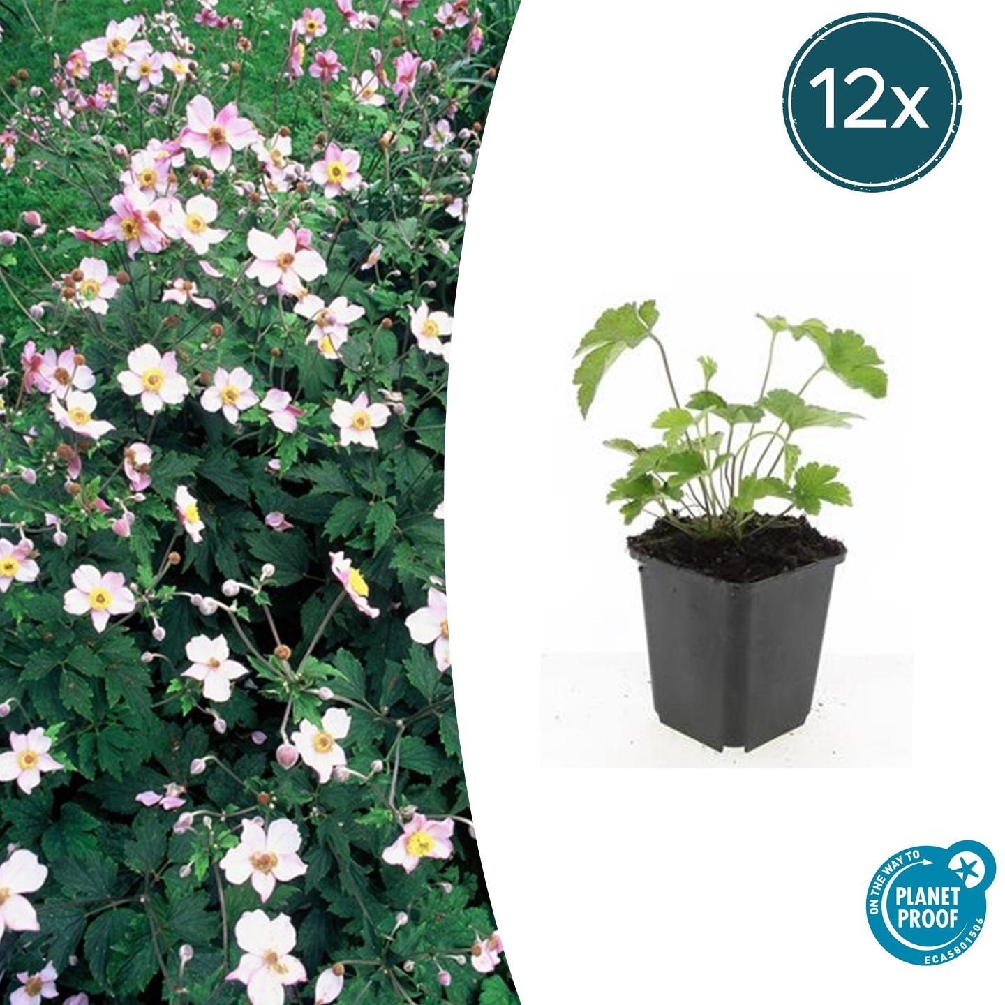 12x Anemone tom. 'Robustissima' – Purpurblaue Herbstanemone | Pflanzfix24.de - Pflanzfix24.de