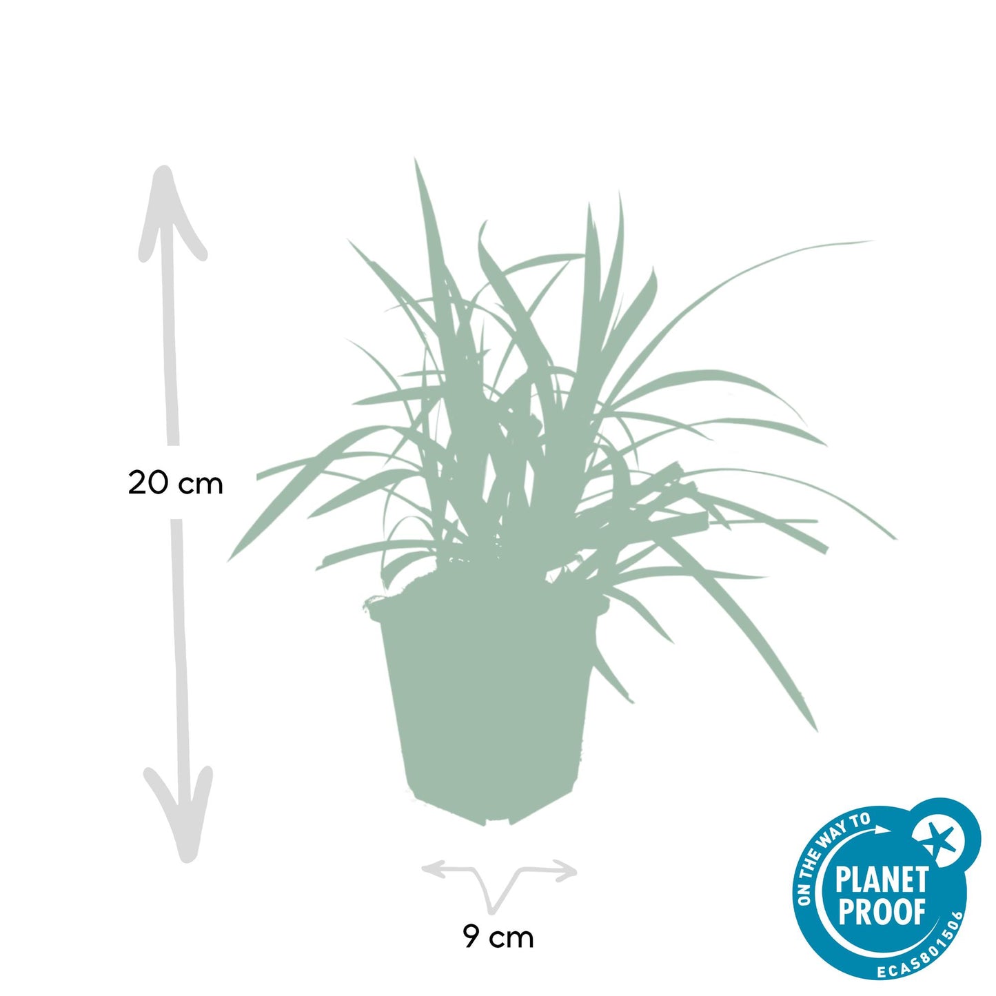 6x Carex morrowii 'Irish Green' - ↕10-25cm - Ø9cm - Pflanzfix24.de - Pflanzfix24.de