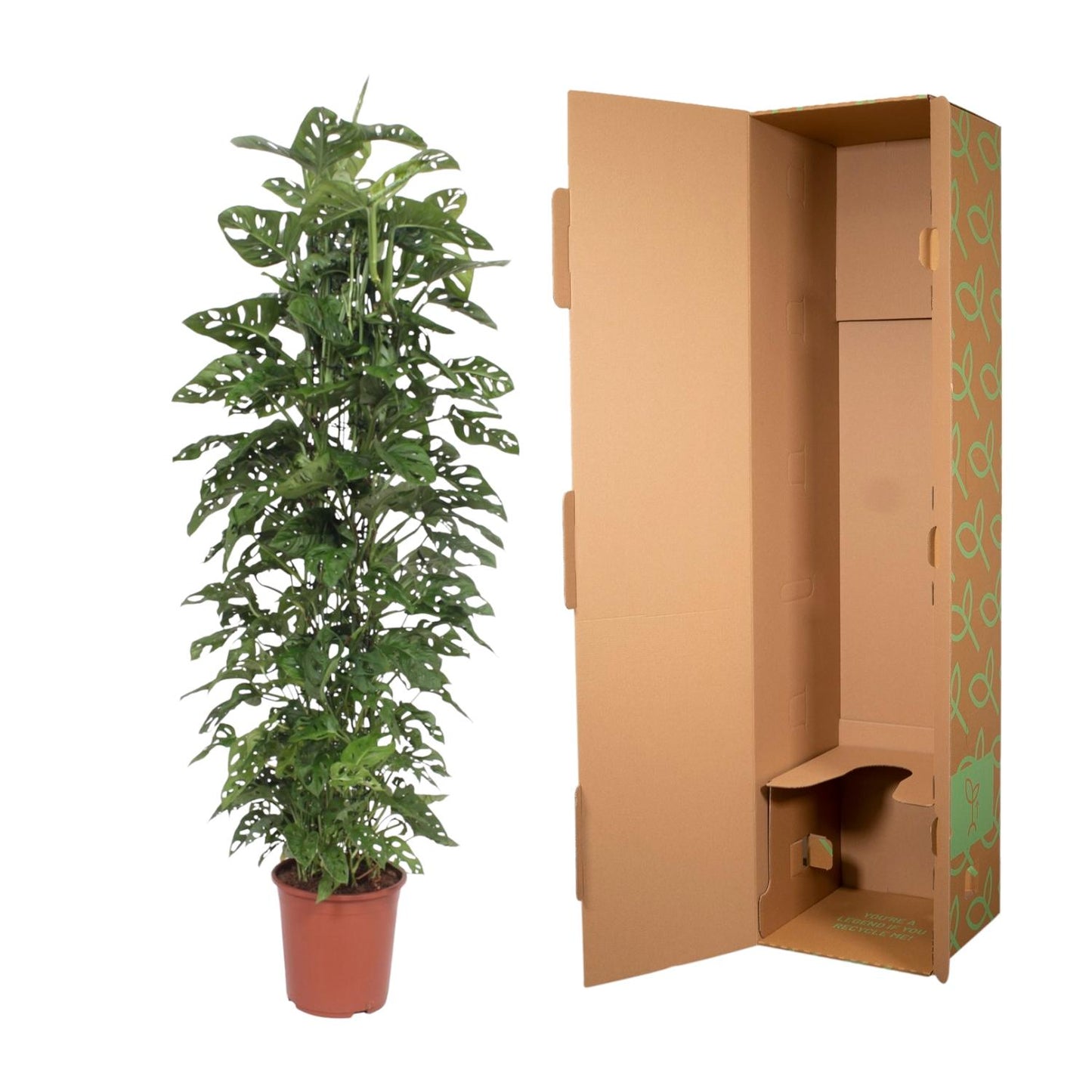 Monstera Monkey Leaf gaasrek - 180 cm - ø27 - Pflanzfix24