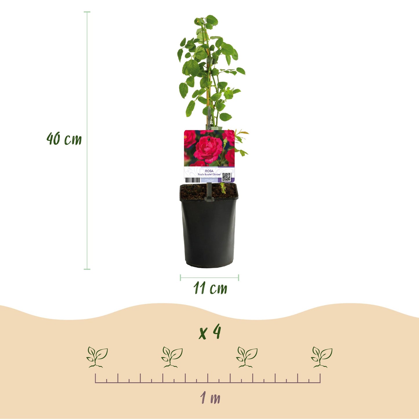 Pflanzfix24 - Kletterrose - Rosa Paul Scarlet Climber - Blüte Rot - 2er Set - Topf 11cm