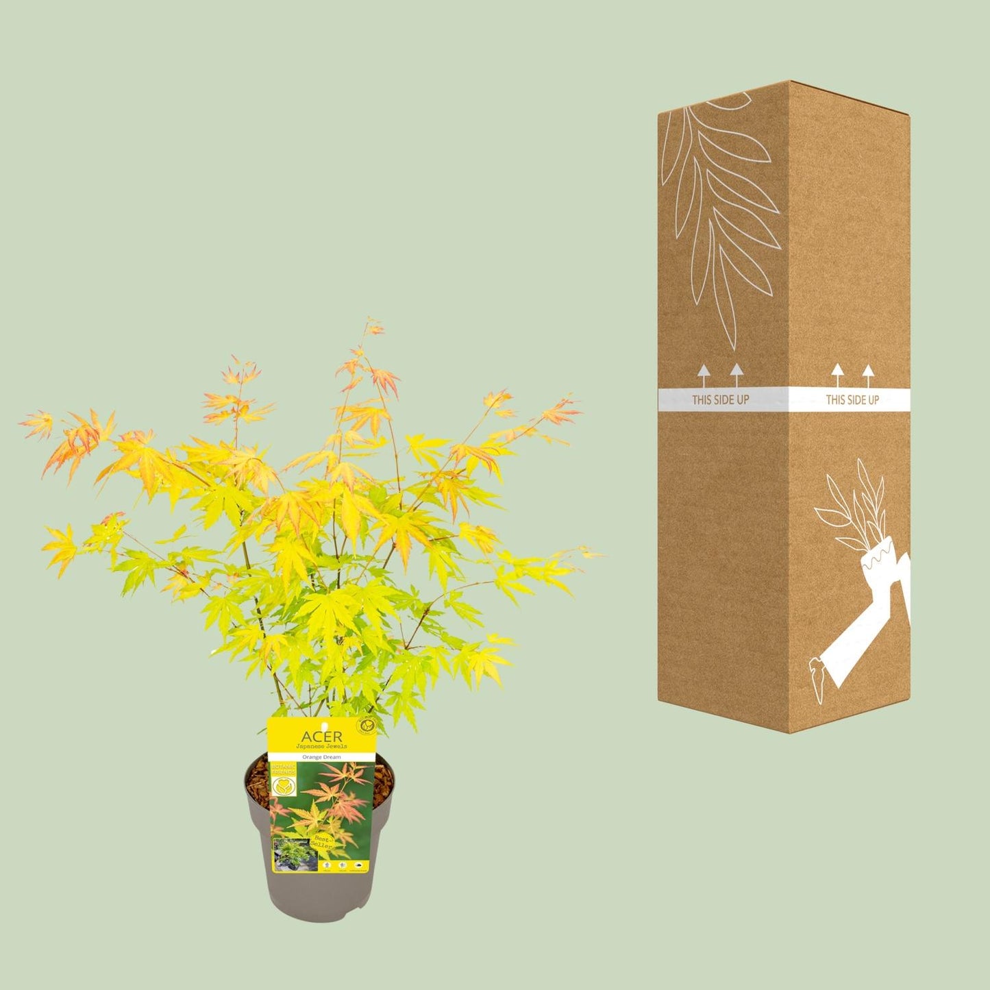 Acer palmatum Orange Dream - Ø15cm - ↕30cm bei Pflanzfix24.de - Pflanzfix24.de
