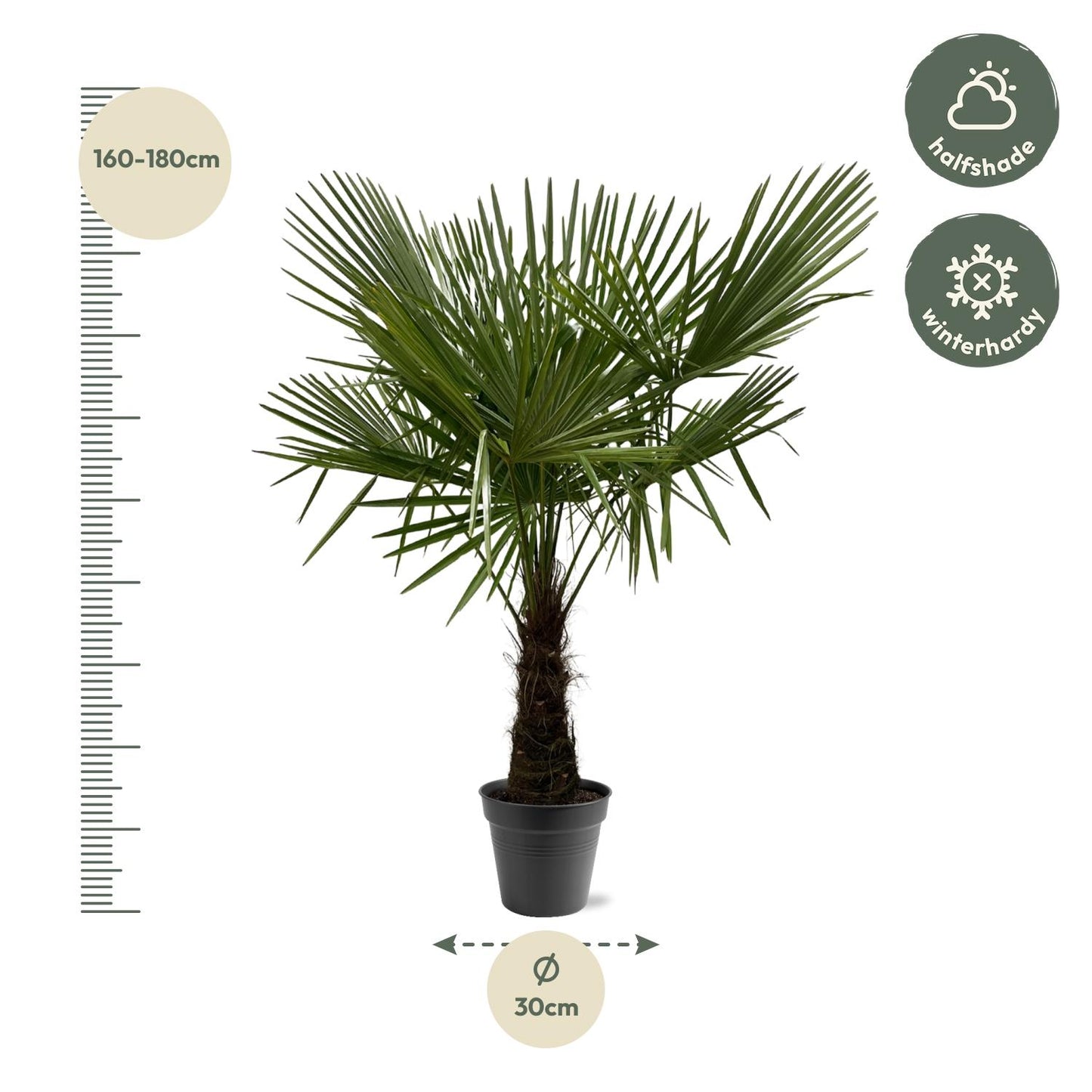 Trachycarpus Fortuneii Palme 160-180cm – Robust & Exotisch | Pflanzfix24.de - Pflanzfix24.de