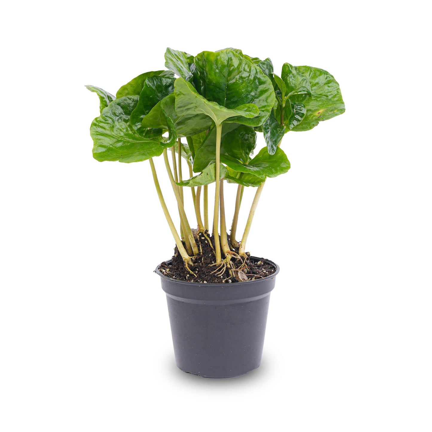 Coffea Arabica - Koffieplant - Terrarium plant - Potmaat 6 bei Pflanzfix24.de - Pflanzfix24.de
