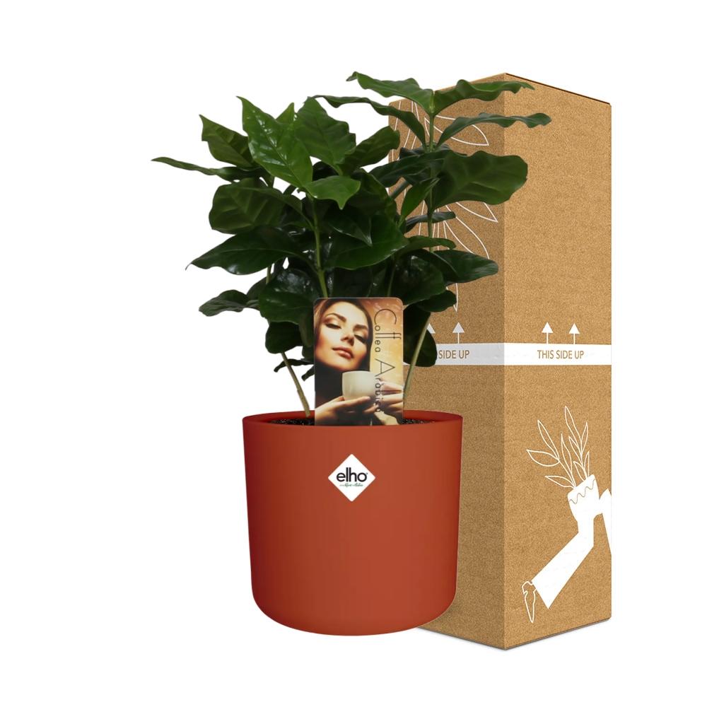 Coffea Arabica in ELHO b.for soft rond 14cm brique - Pflanzfix24