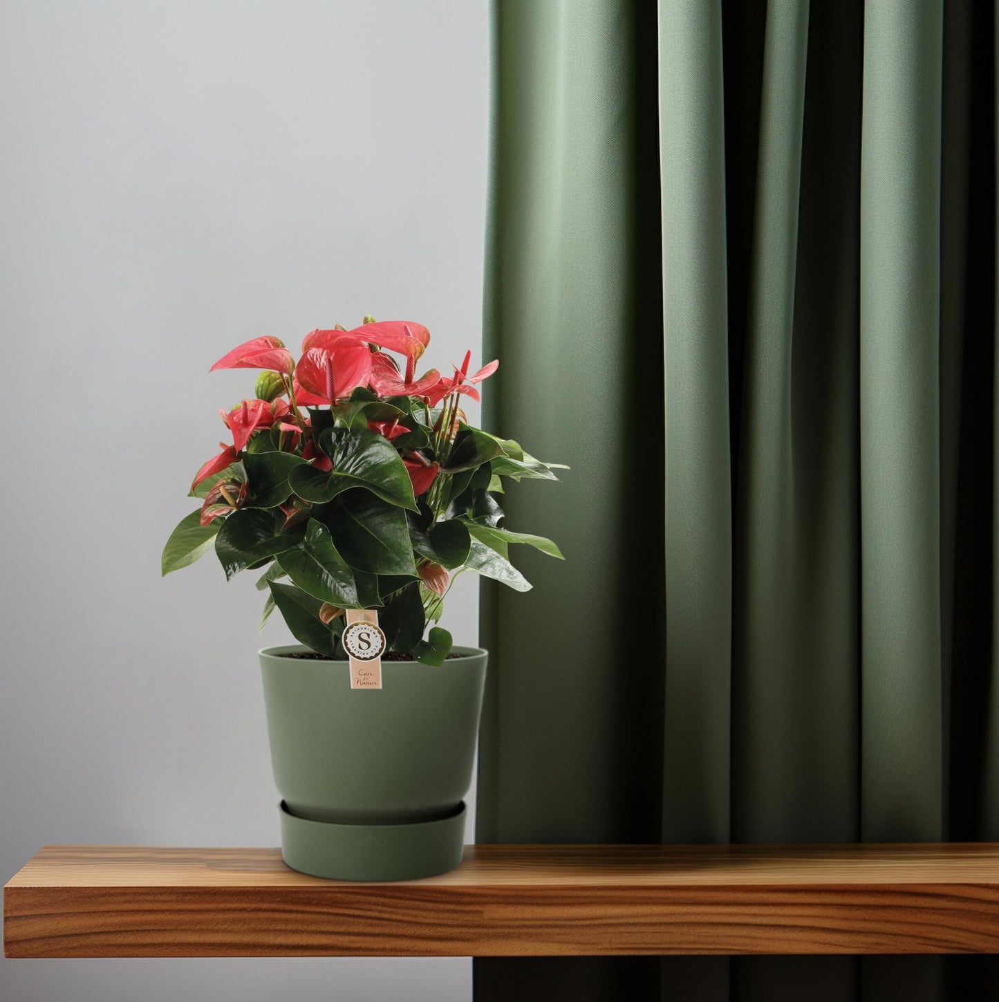 Anthurium Pink Champion - Ø21cm - ↕65cm bei Pflanzfix24