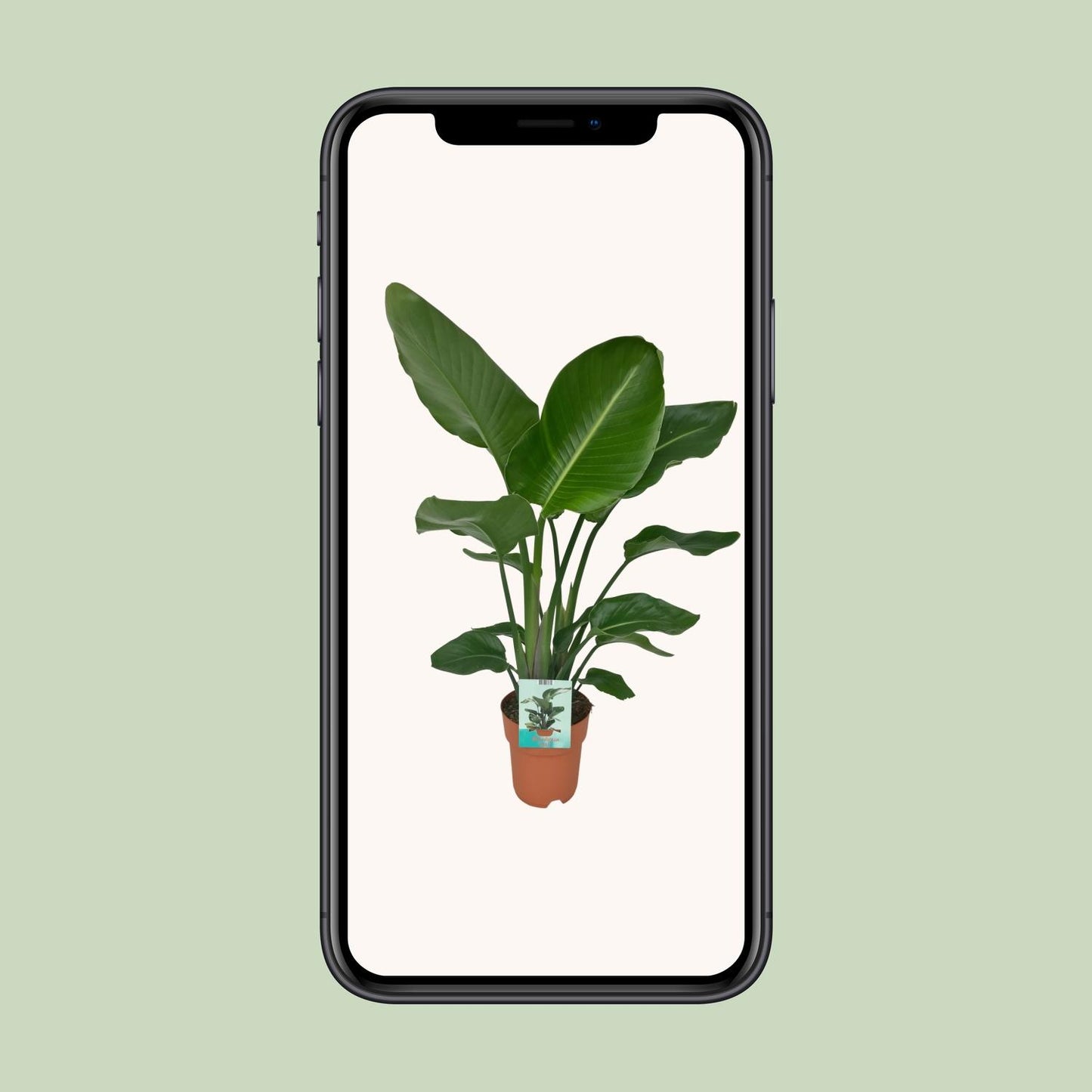 Strelitzia Nicolai Ø19cm Zimmerpflanze 90cm – Pflanzfix24.de - Pflanzfix24.de