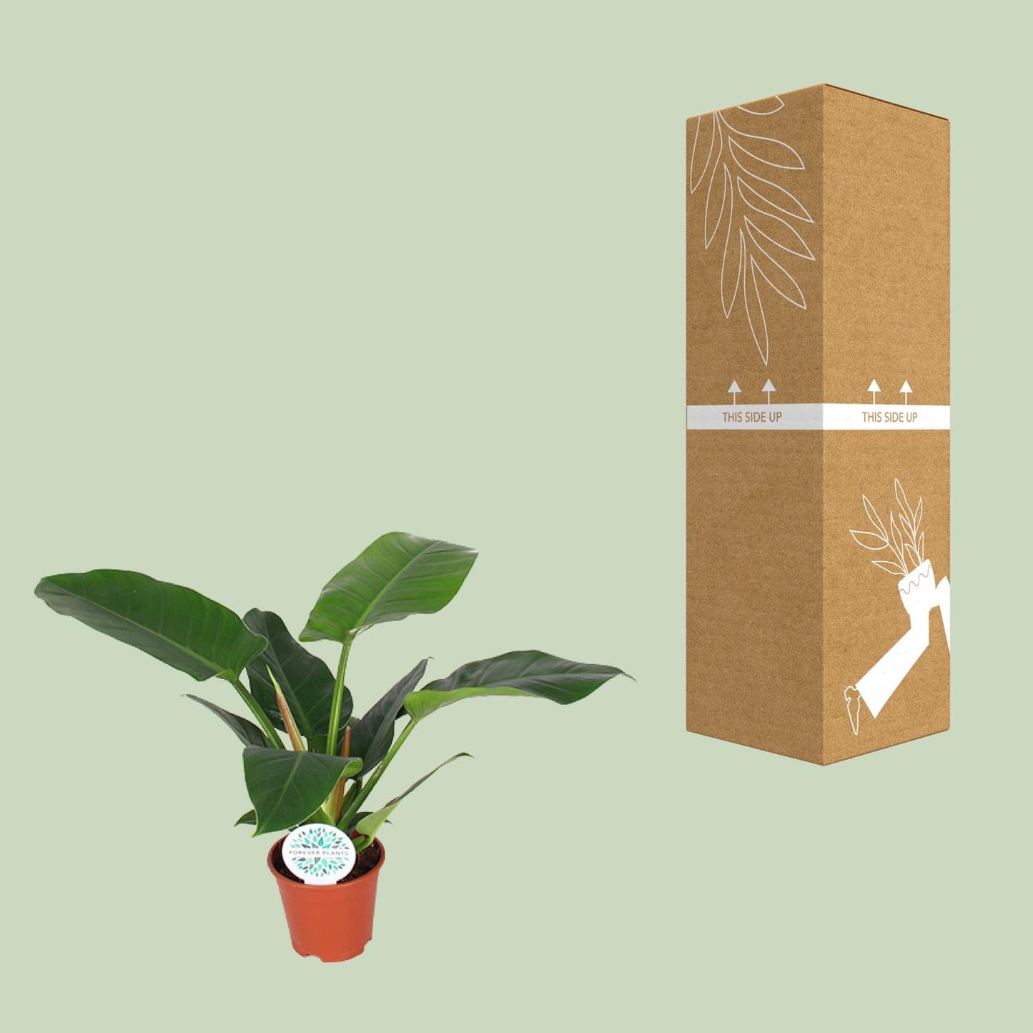 Philodendron Imperial Green - Ø17cm - ↕50cm - Pflanzfix24