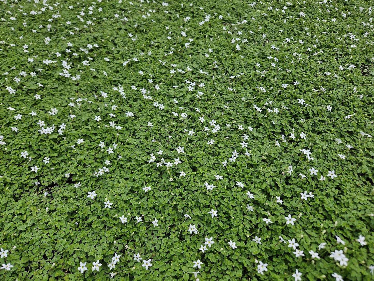 12x Isotoma fluviatilis 'Alba' – weißer Bodendecker | Pflanzfix24.de - Pflanzfix24.de
