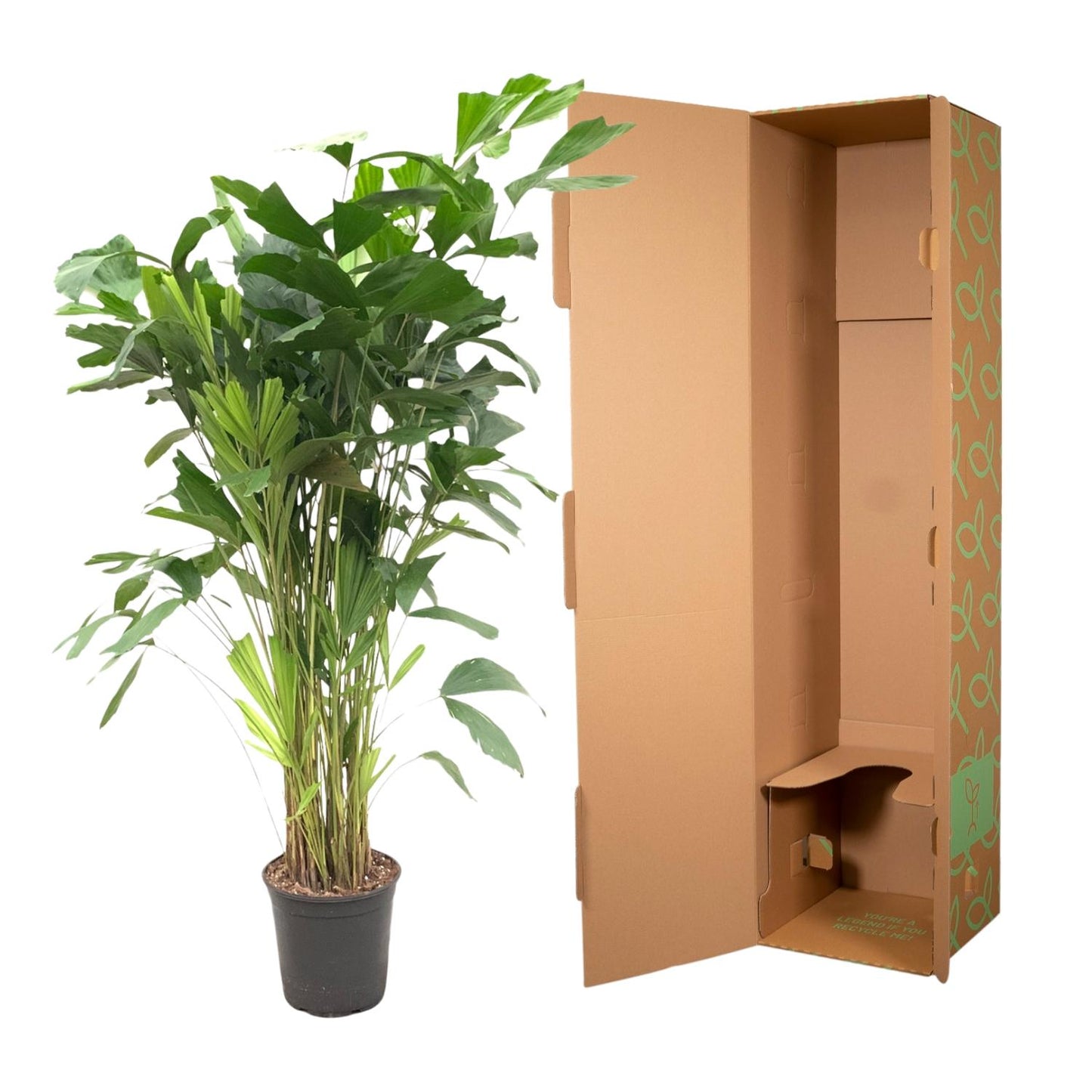 Caryota Mitis 160 cm – Fischschwanzpalme bei Pflanzfix24