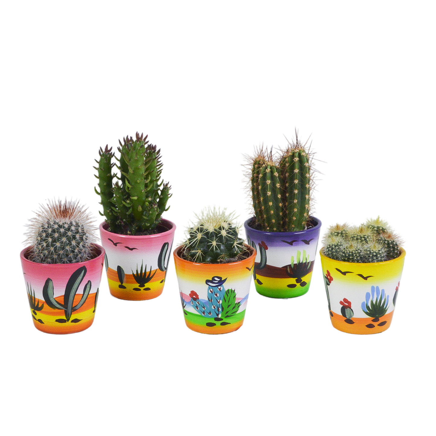 Kakteenmischung 5,5 cm - 5x - in Mexicaanse pot - Pflanzfix24.de - Pflanzfix24.de