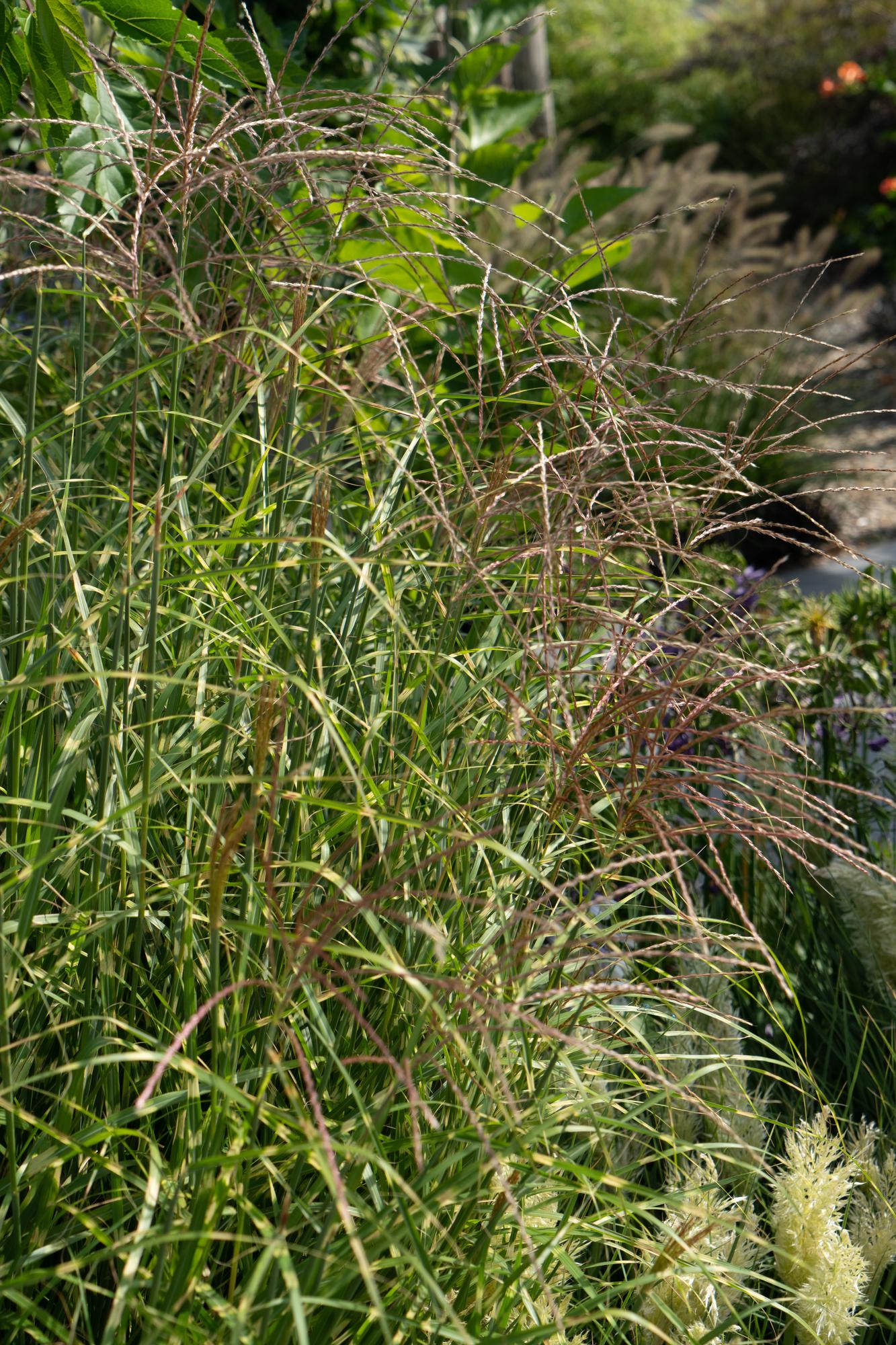 Miscanthus sinensis Strictus Zebra Gras Ø23cm | Pflanzfix24.de - Pflanzfix24.de