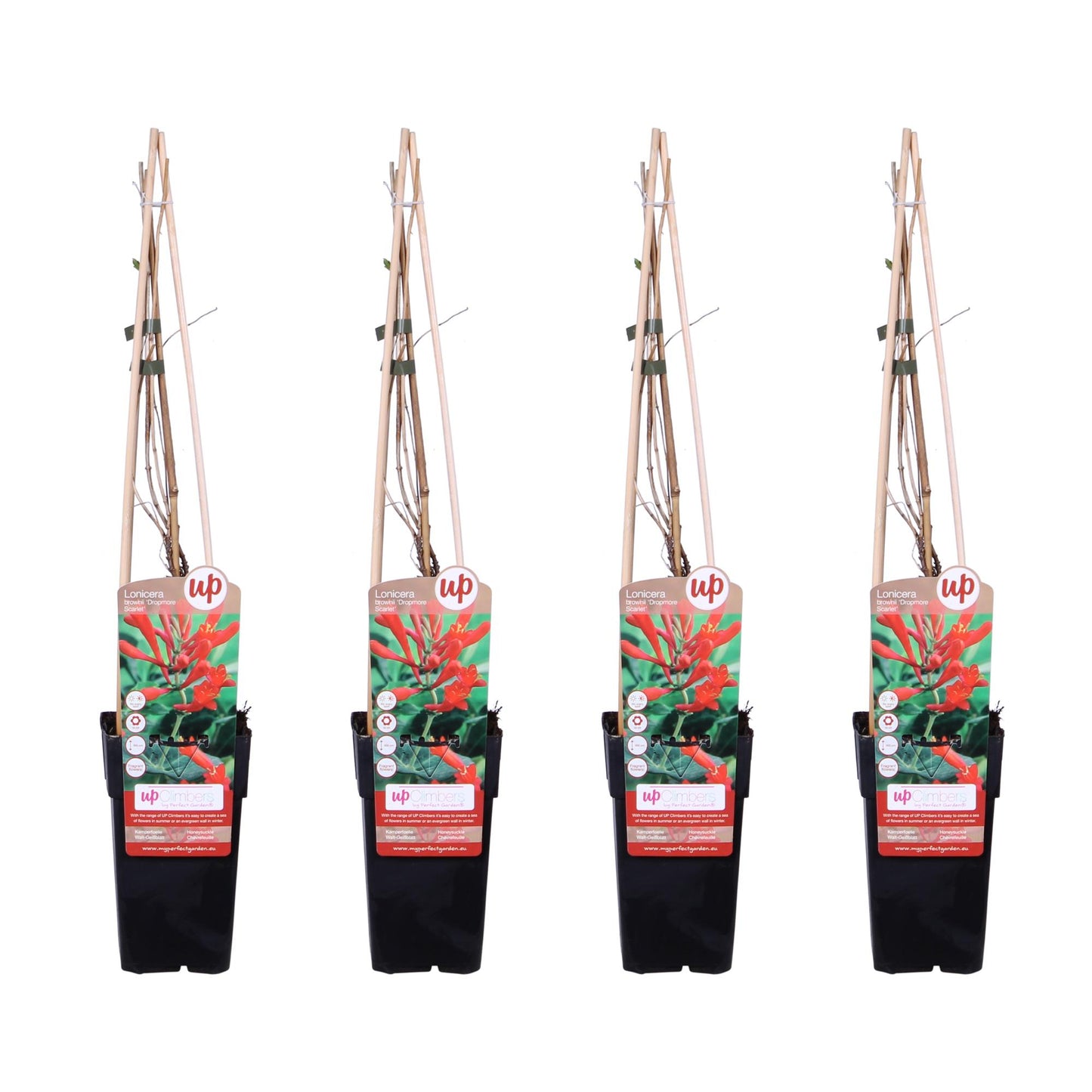 4x Lonicera brownii 'Dropmore Scarlet' - Pflanzfix24
