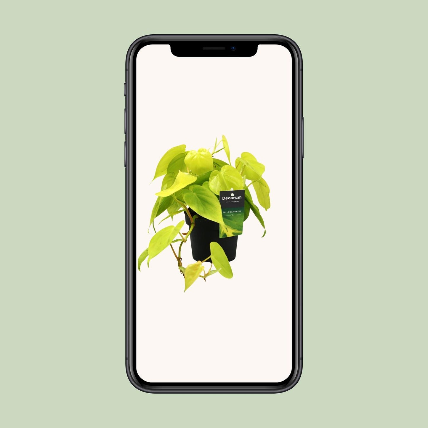 Philodendron Lime 12cm – pflegeleichte Zimmerpflanze | Pflanzfix24.de - Pflanzfix24.de