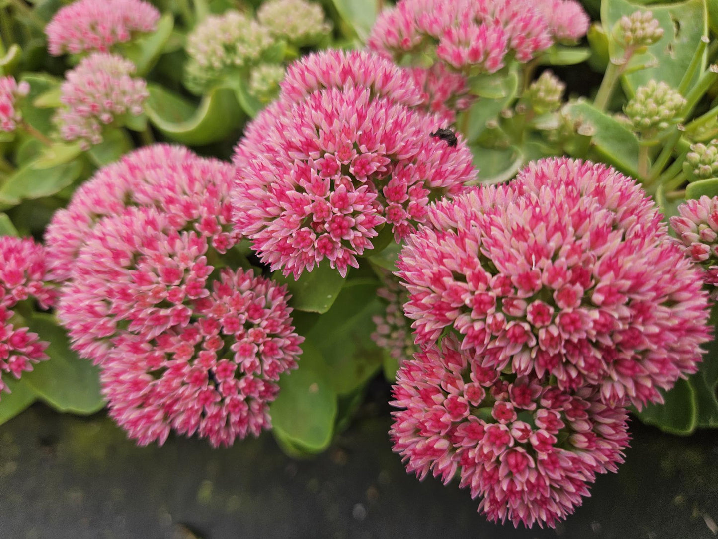 12x Sedum 'Herbstfreude' Sukkulenten 10-25cm | Pflanzfix24.de - Pflanzfix24.de