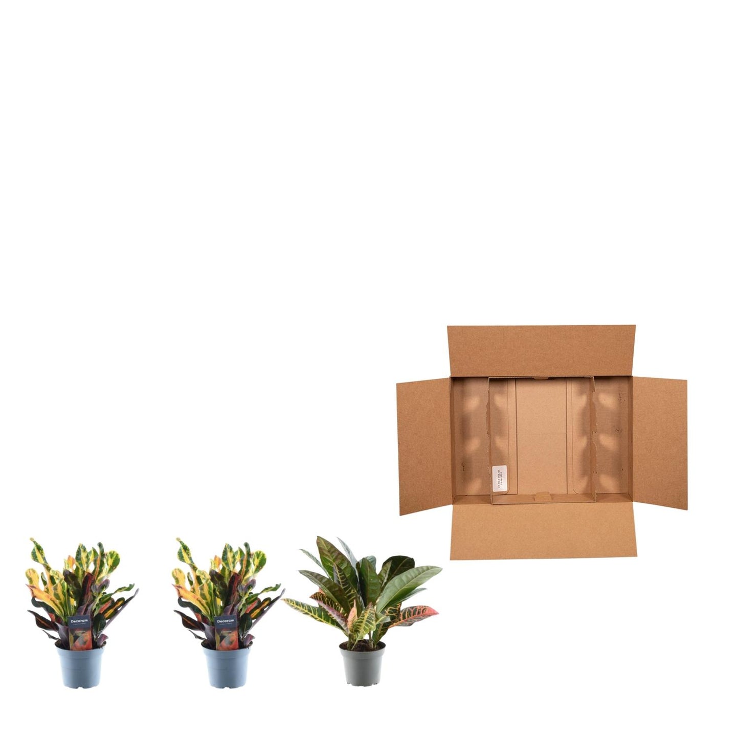 3x Croton Codiaeum mix - 30 cm - ø12 bei Pflanzfix24.de - Pflanzfix24.de
