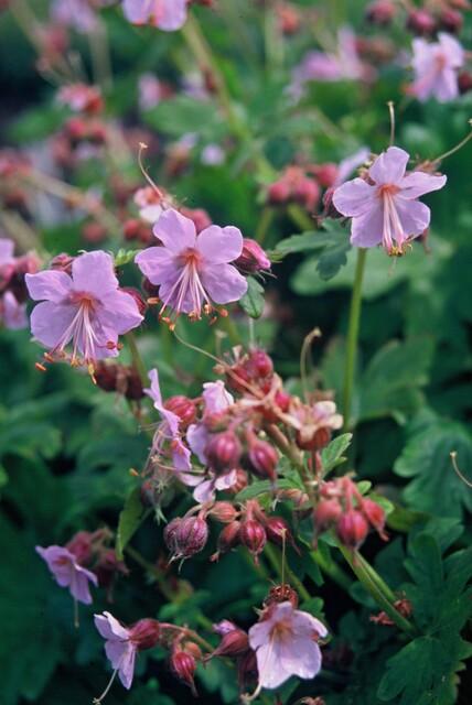 20er Pack Geranium macr. 'Ingwersen's Var.' bei Pflanzfix24.de - ↕10-25cm - Ø9cm - Pflanzfix24.de