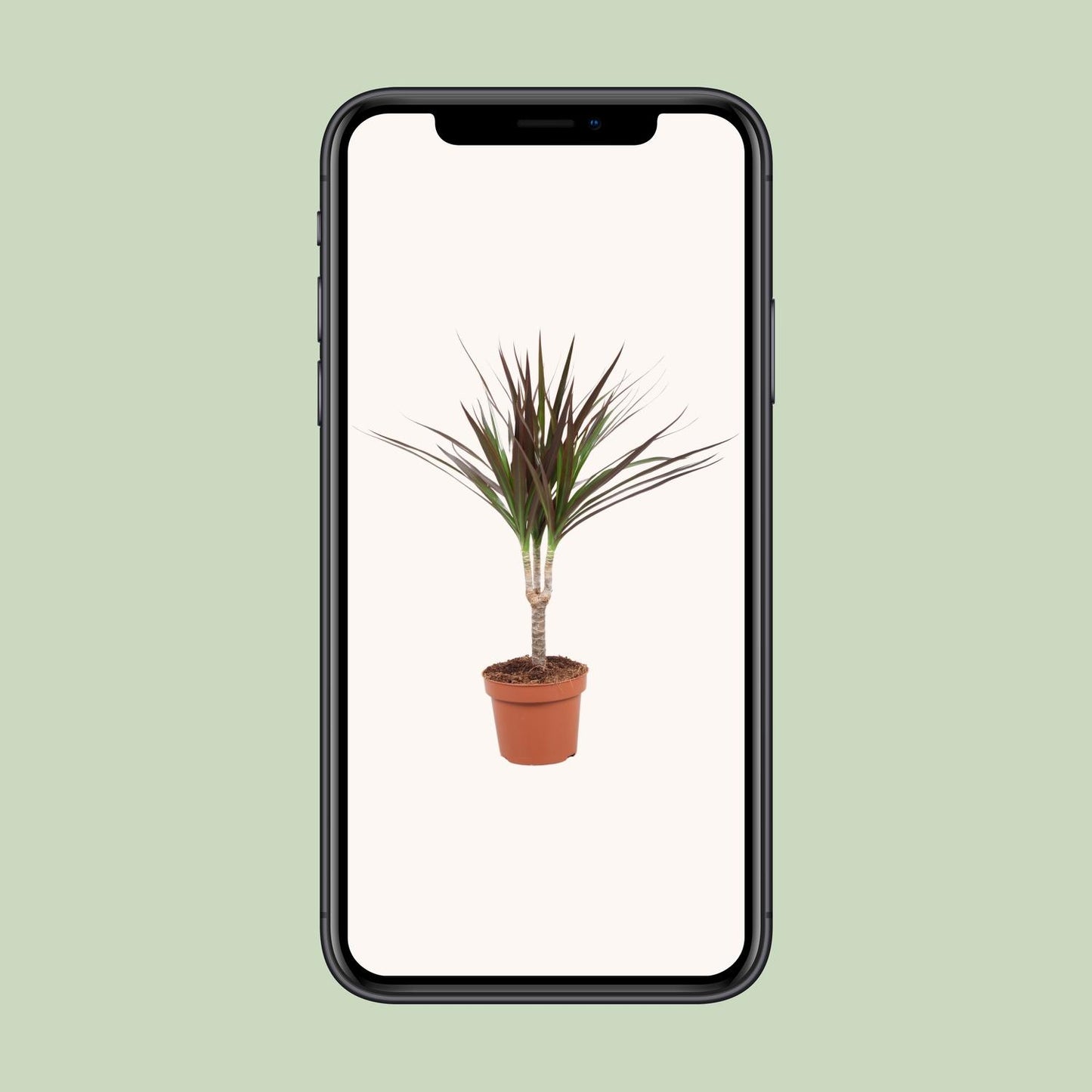 Dracaena Magenta - Ø12cm - ↕50cm - Pflanzfix24.de - Pflanzfix24.de