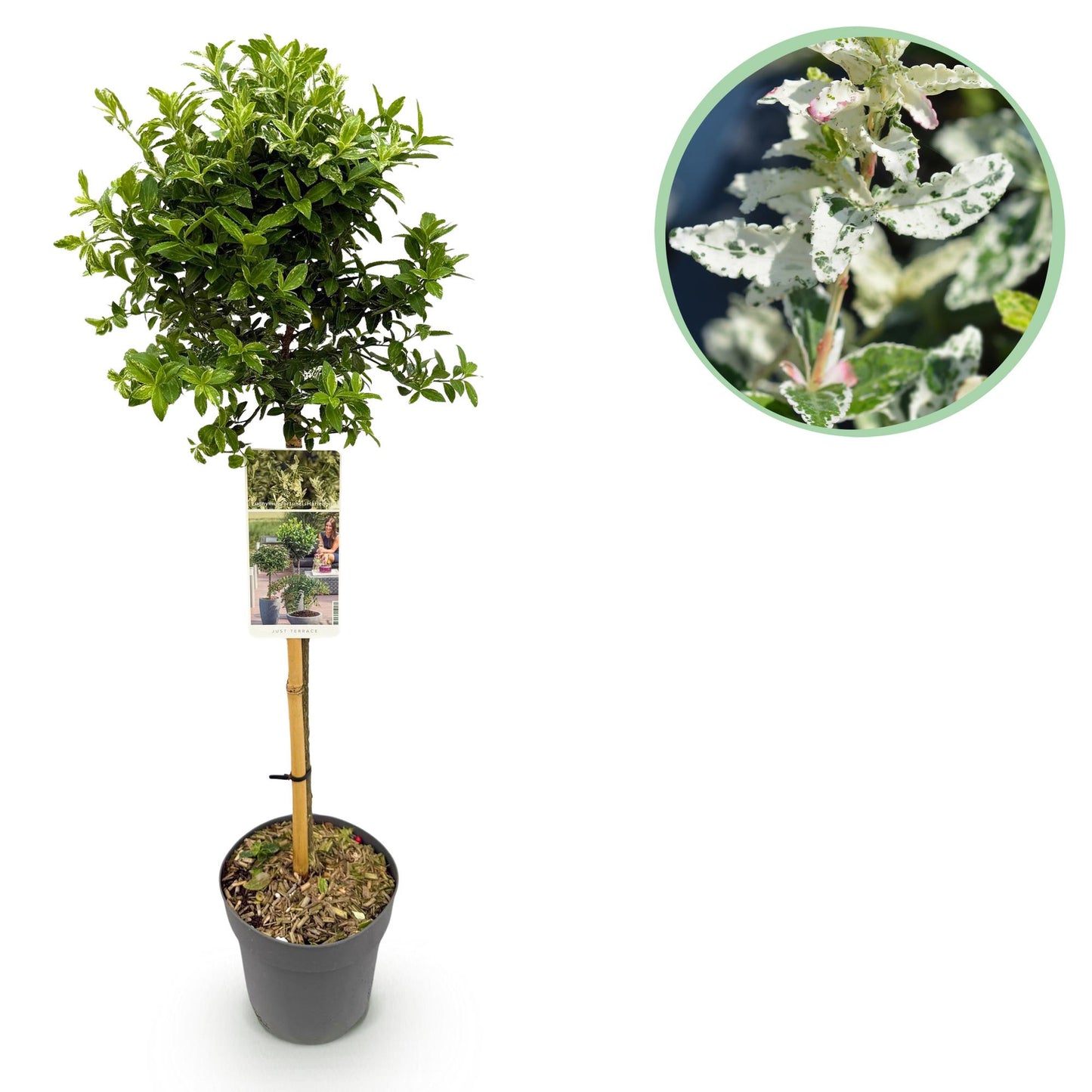 GreenboutiQ Euonymus fortunei Harlequin Stamm-Pflanze 19cm – Pflanzfix24