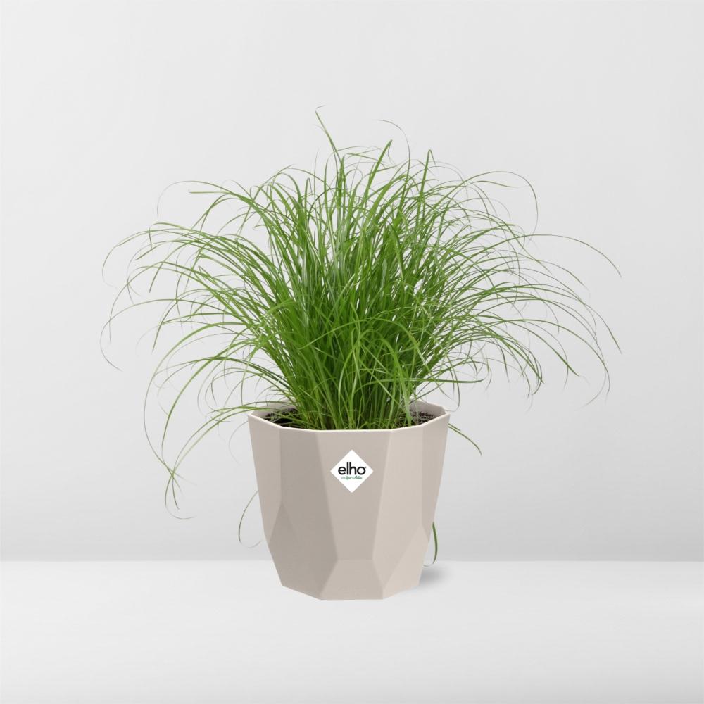 Cyperus Alternifolius Zumula Zonder Etiket in ELHO b.for rock 14 cm warm grey - Pflanzfix24