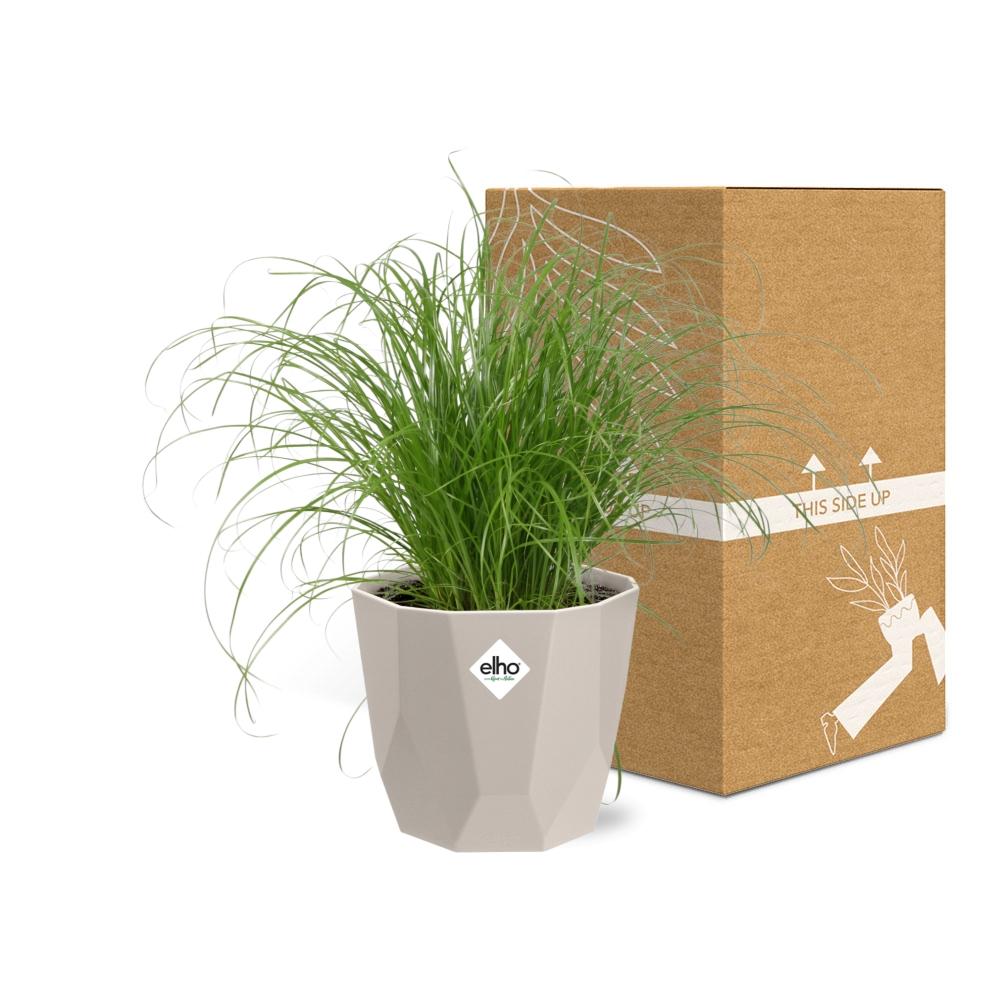 Cyperus Alternifolius Zumula Zonder Etiket in ELHO b.for rock 14 cm warm grey - Pflanzfix24