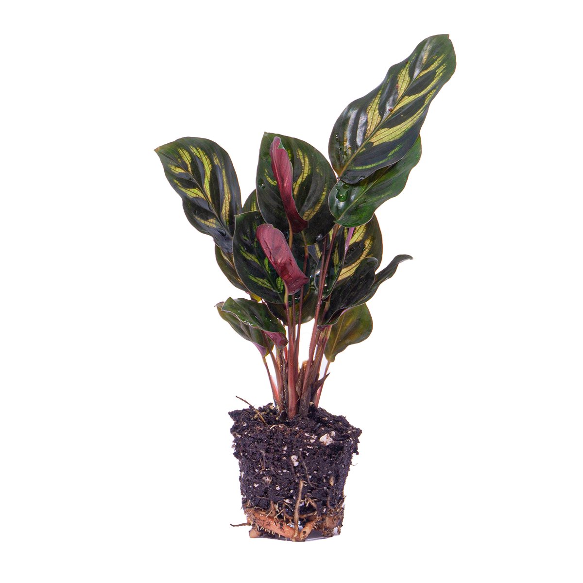 Calathea Makoyana - Pauwenplant - Terrarium plant - Potmaat 6 - Pflanzfix24.de - Pflanzfix24.de