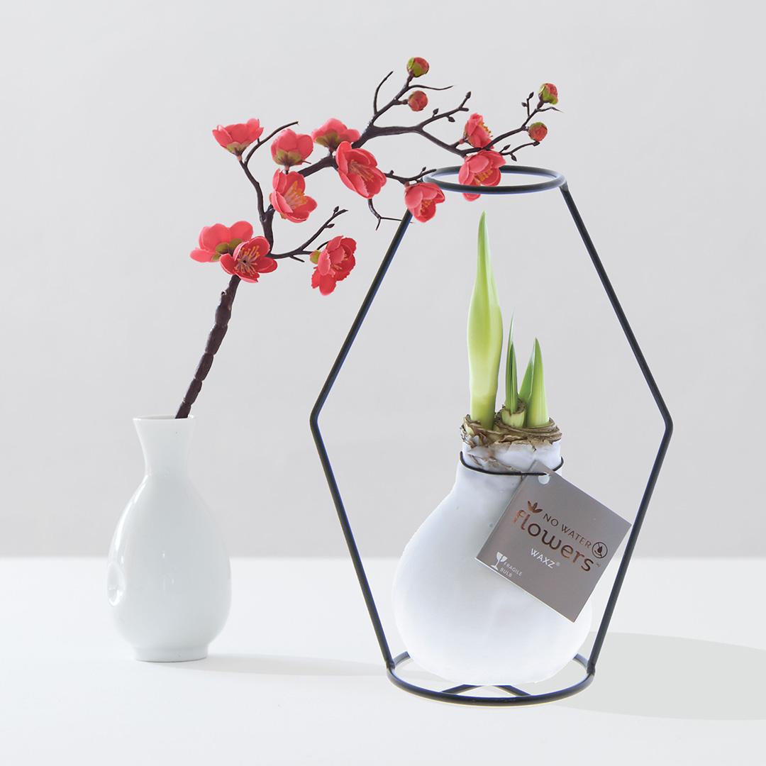 No Water Flowers® (wax amaryllis) | Formz Modern Mix (2 pack) + Red flower - Pflanzfix24