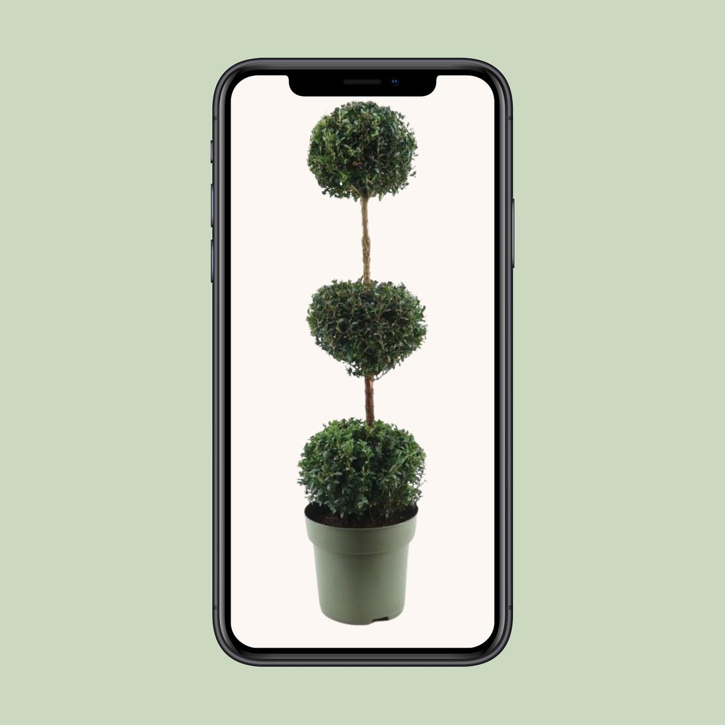 Buxus Semp. Trio-Ball - Ø27cm - ↕110cm - Pflanzfix24