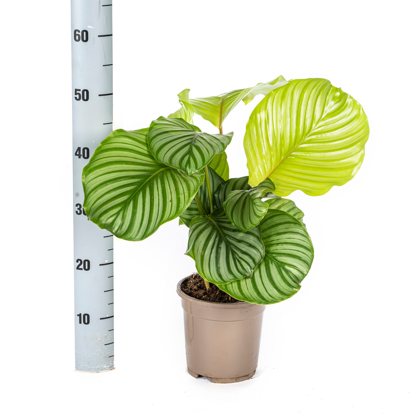 Calathea Orbifolia Ø17cm - ↕40 - 50cm - Pflanzfix24.de - Pflanzfix24.de